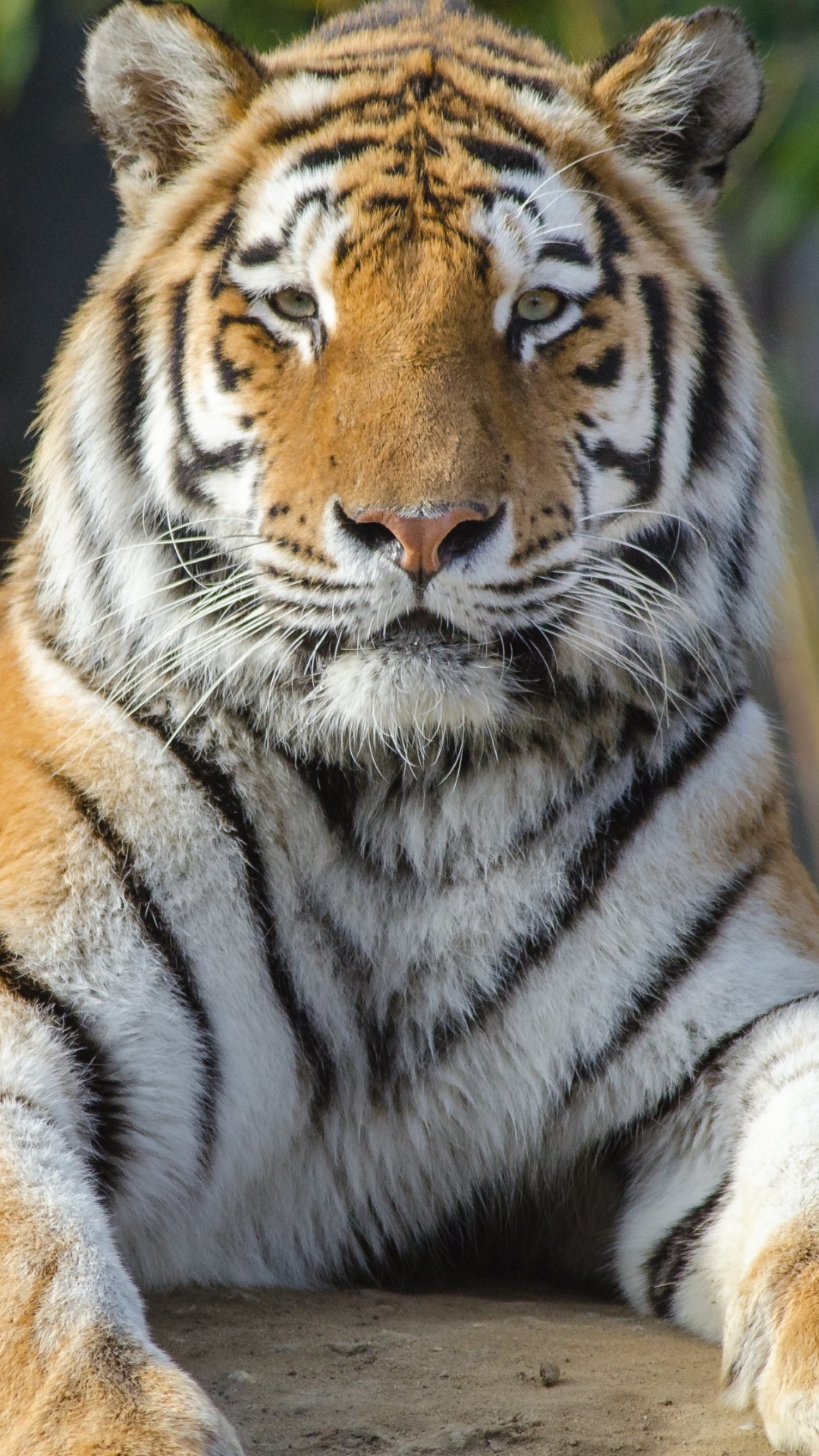 Handy-Wallpaper Tiere, Katzen, Katze, Tiger kostenlos herunterladen.