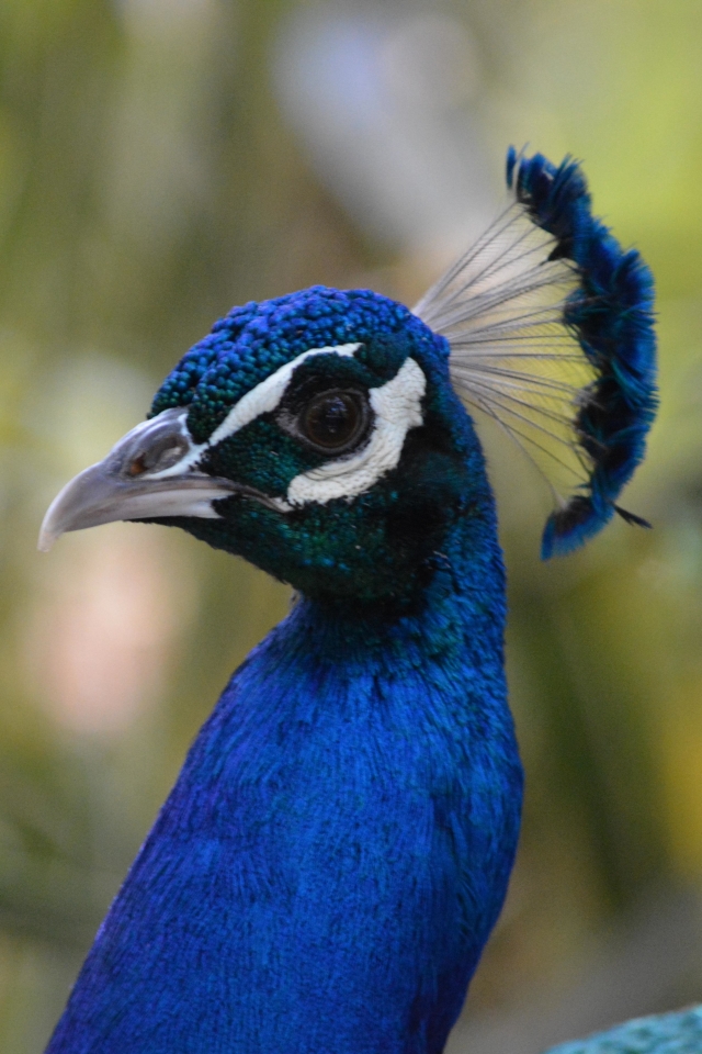 Handy-Wallpaper Tiere, Vögel, Pfau kostenlos herunterladen.