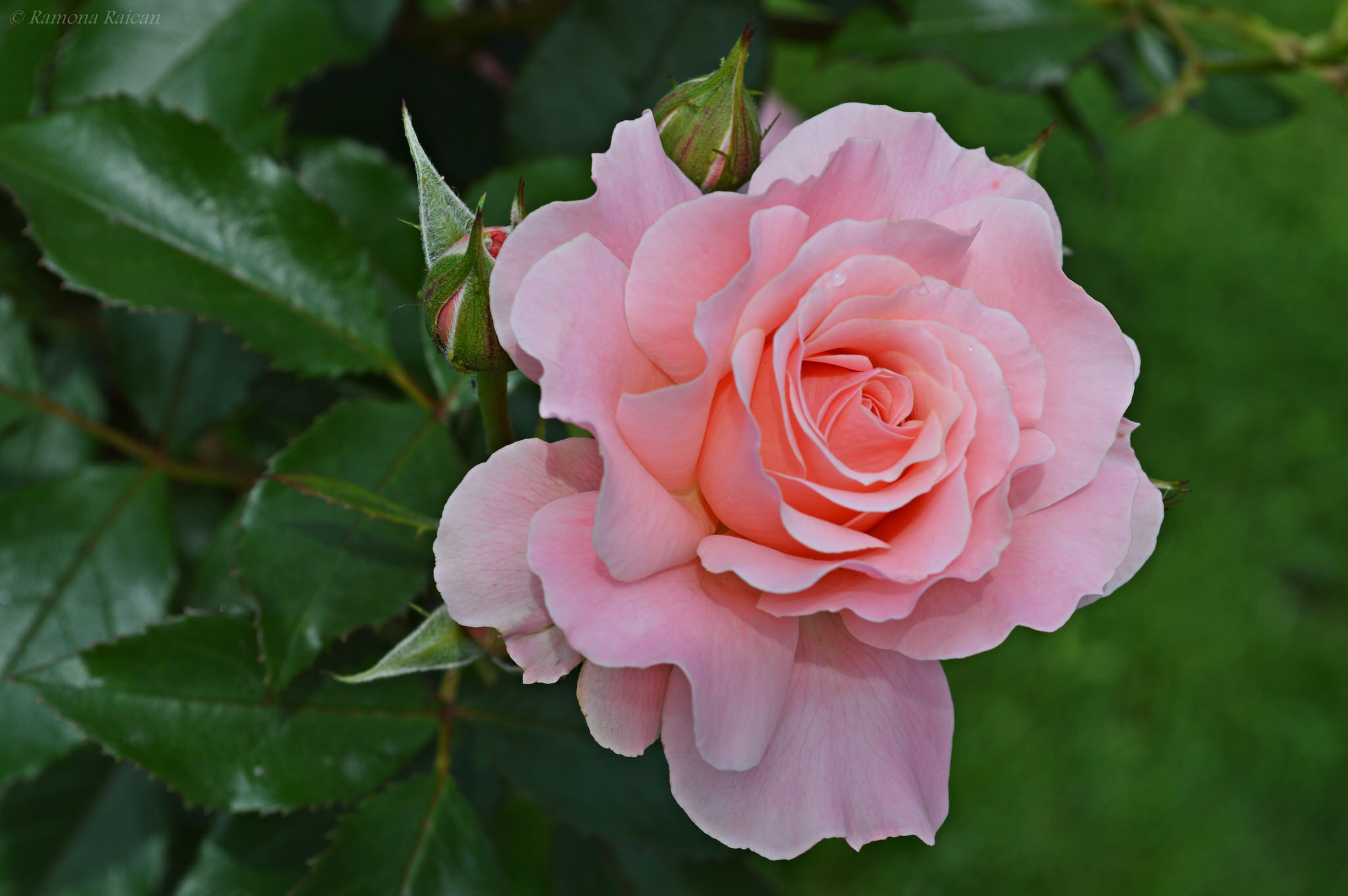 Download mobile wallpaper Flowers, Flower, Macro, Rose, Bud, Earth, Petal, Pink Rose for free.