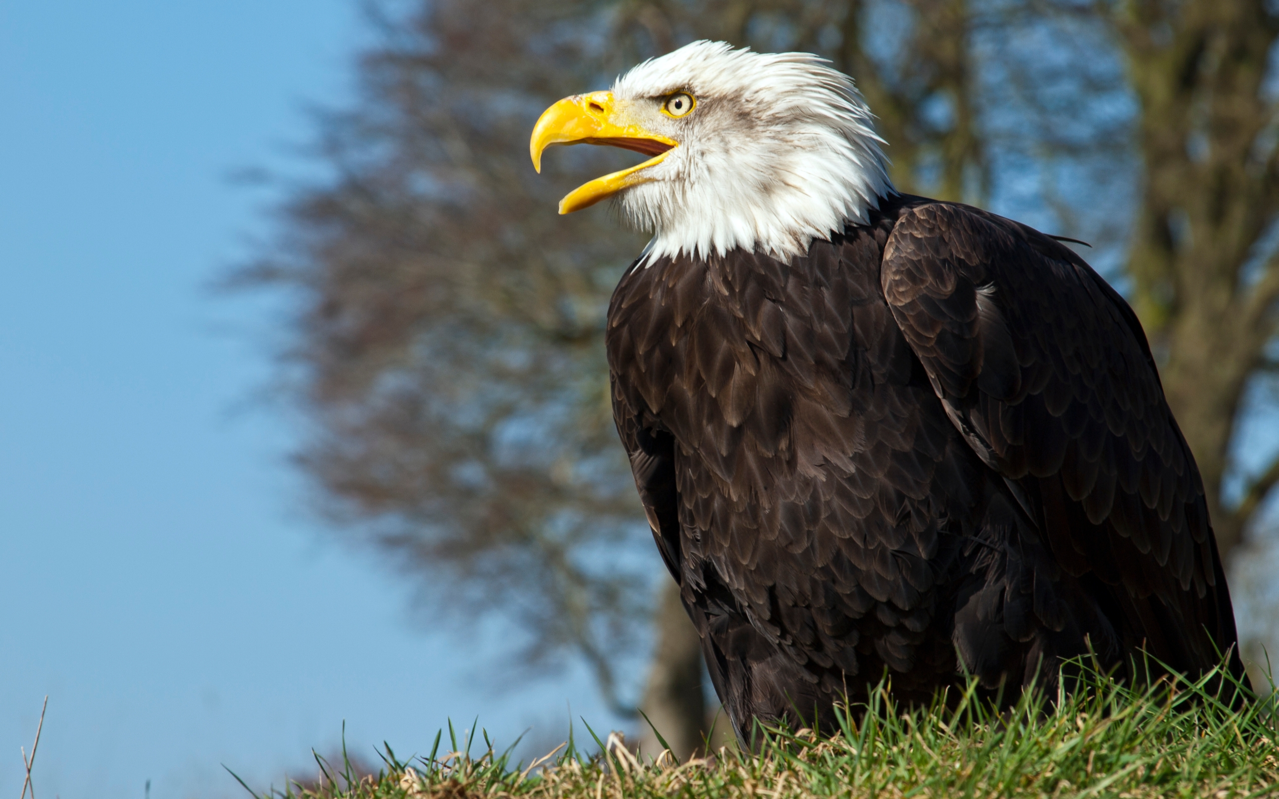 Descarga gratuita de fondo de pantalla para móvil de Águila Calva, Aves, Animales.