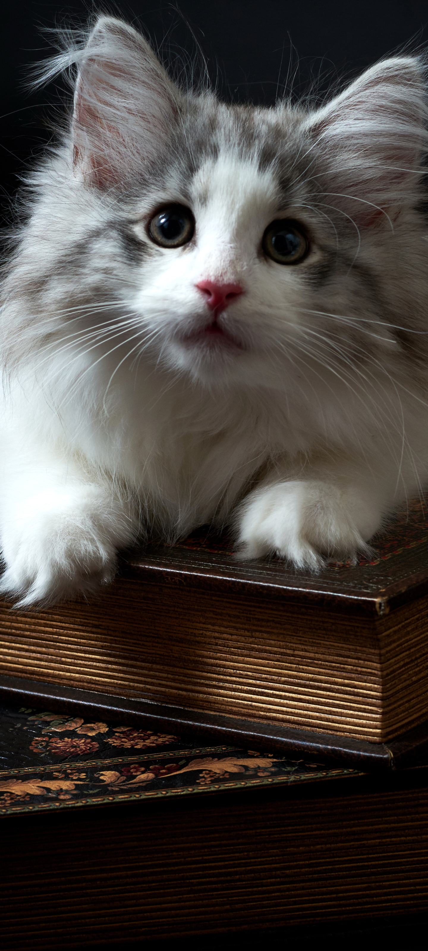 Завантажити шпалери безкоштовно Кішка, Кошеня, Тварина, Книга, Коти картинка на робочий стіл ПК