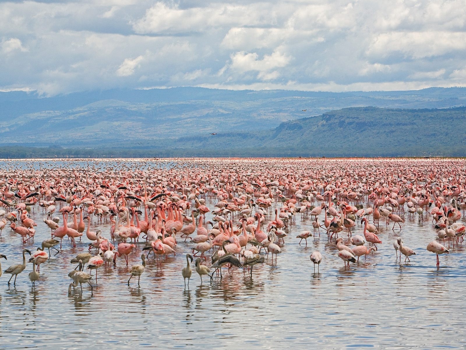 flamingo, animals, landscape, water phone background