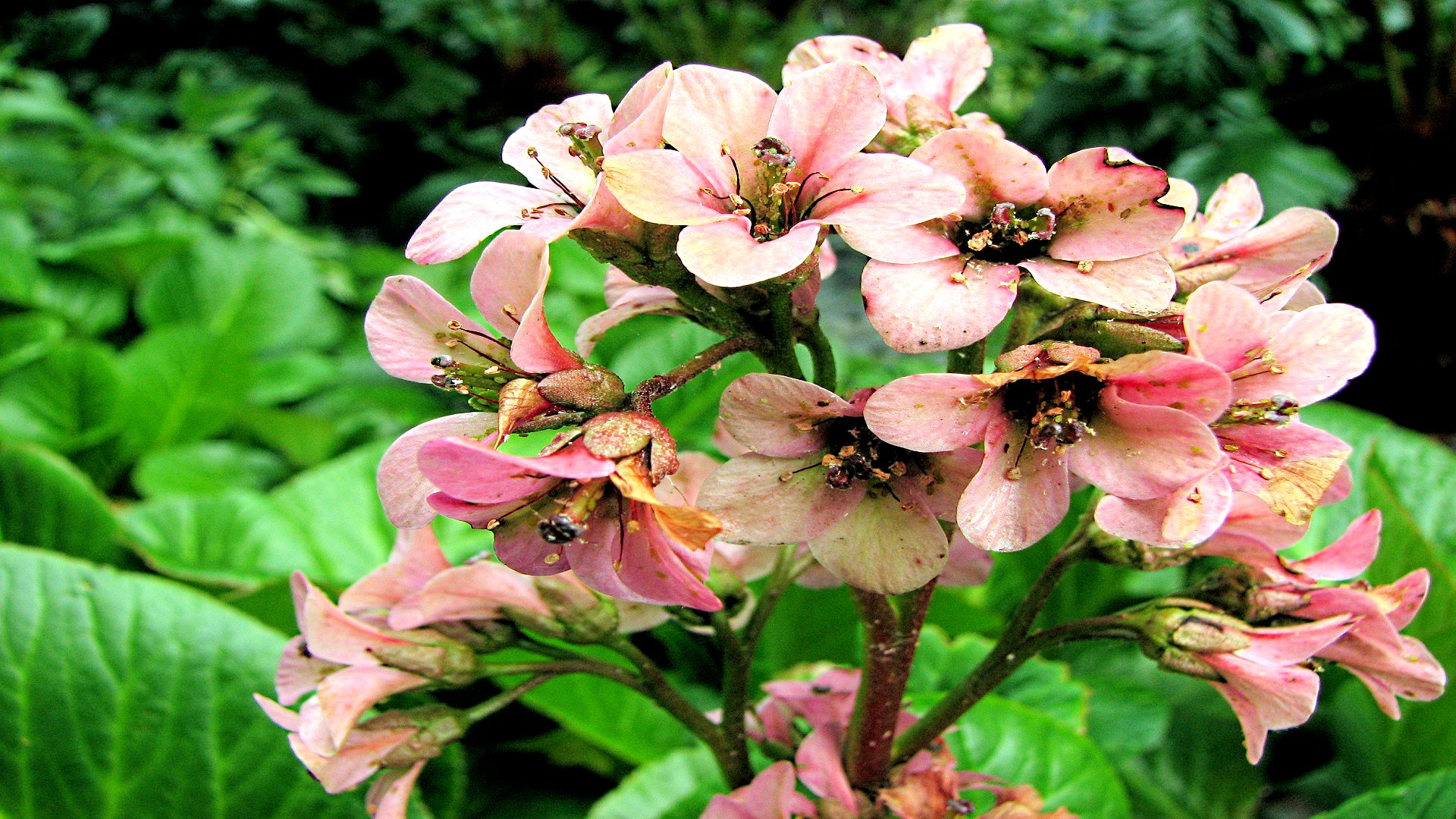 Téléchargez gratuitement l'image Fleurs, Fleur, Terre/nature sur le bureau de votre PC