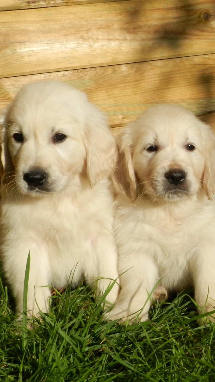 Download mobile wallpaper Dogs, Dog, Animal, Puppy, Golden Retriever for free.