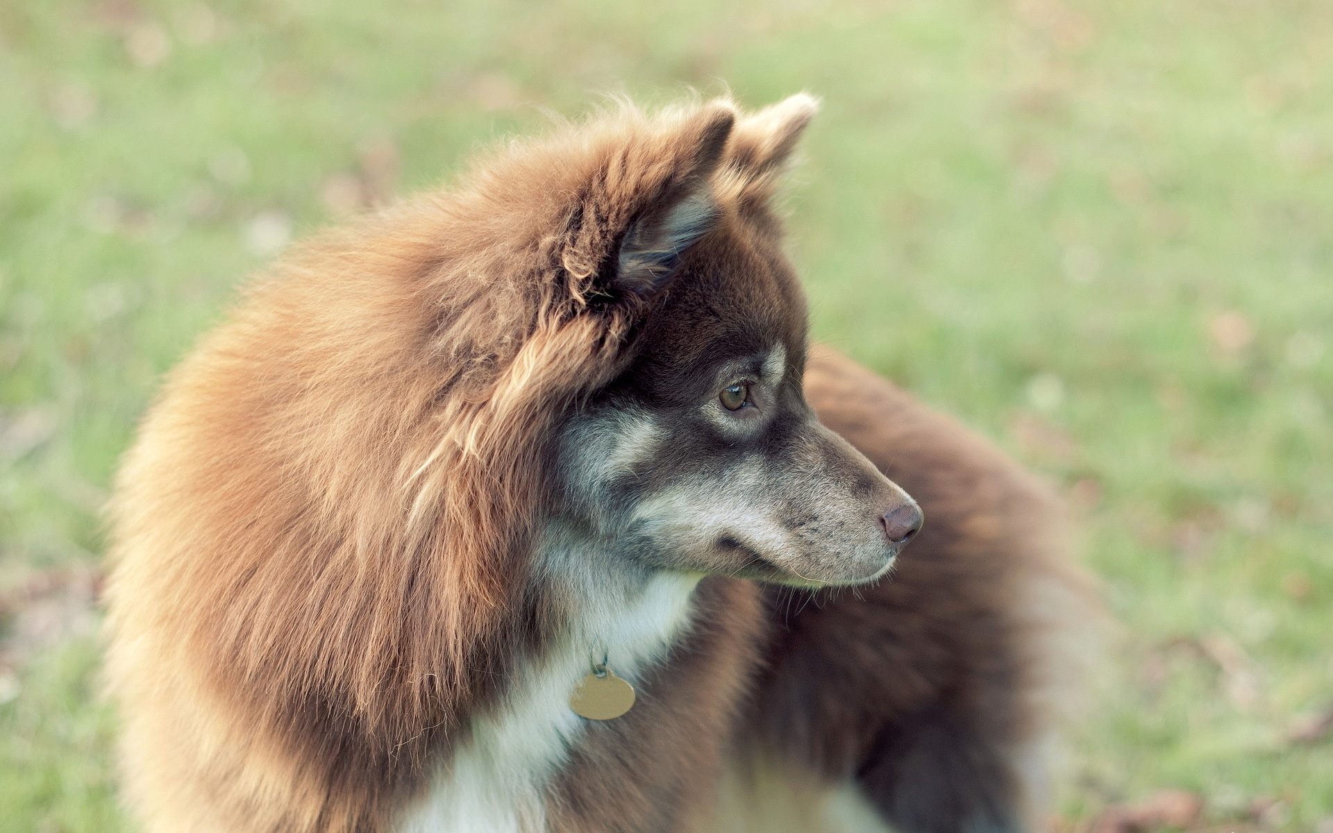 Baixar papel de parede para celular de Animais, Cães, Cão gratuito.