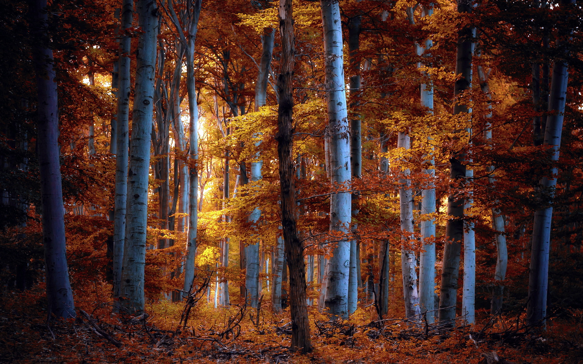 774124 descargar fondo de pantalla tierra/naturaleza, bosque, abedul, otoño: protectores de pantalla e imágenes gratis