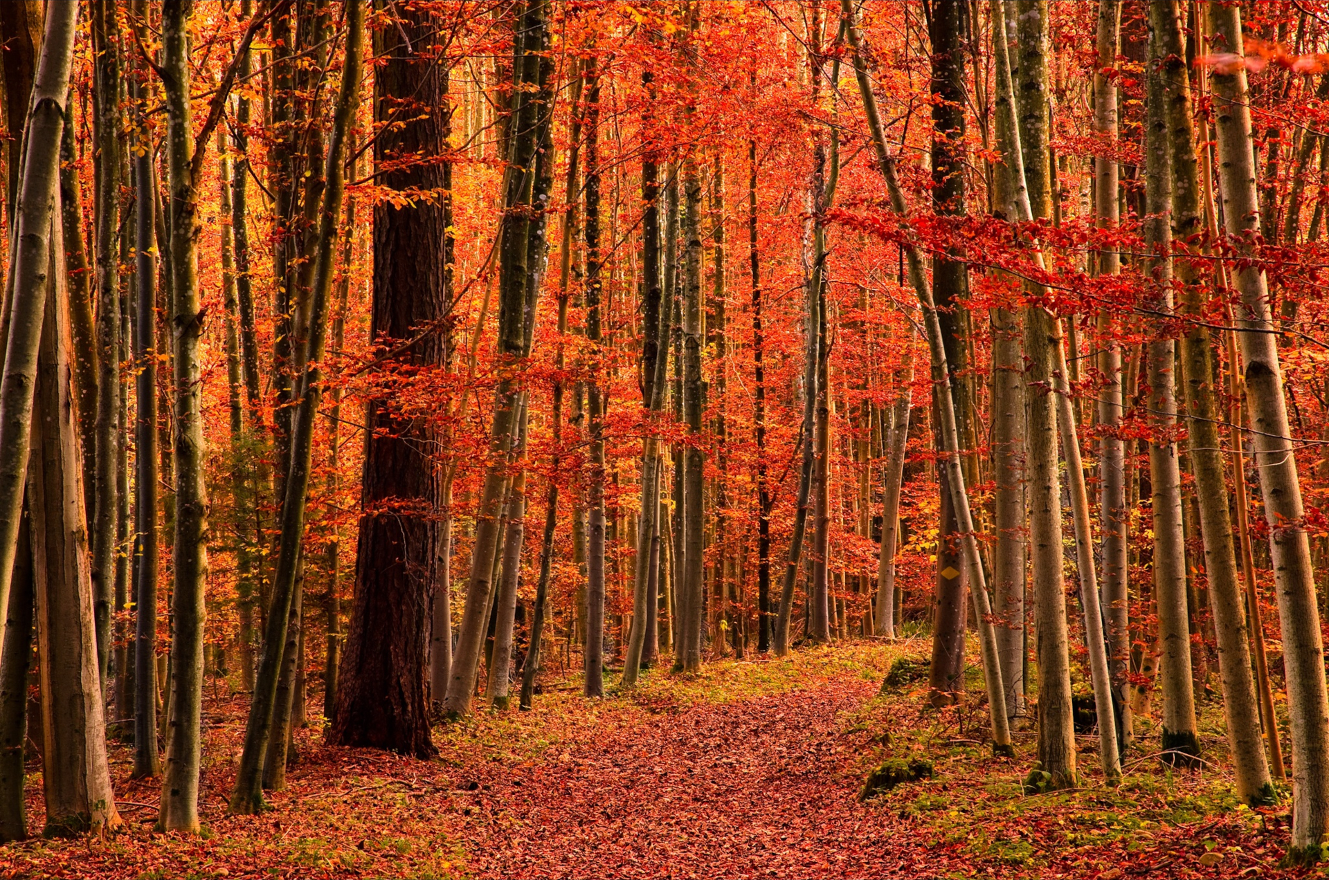 Free download wallpaper Forest, Leaf, Fall, Earth, Path, Orange (Color) on your PC desktop