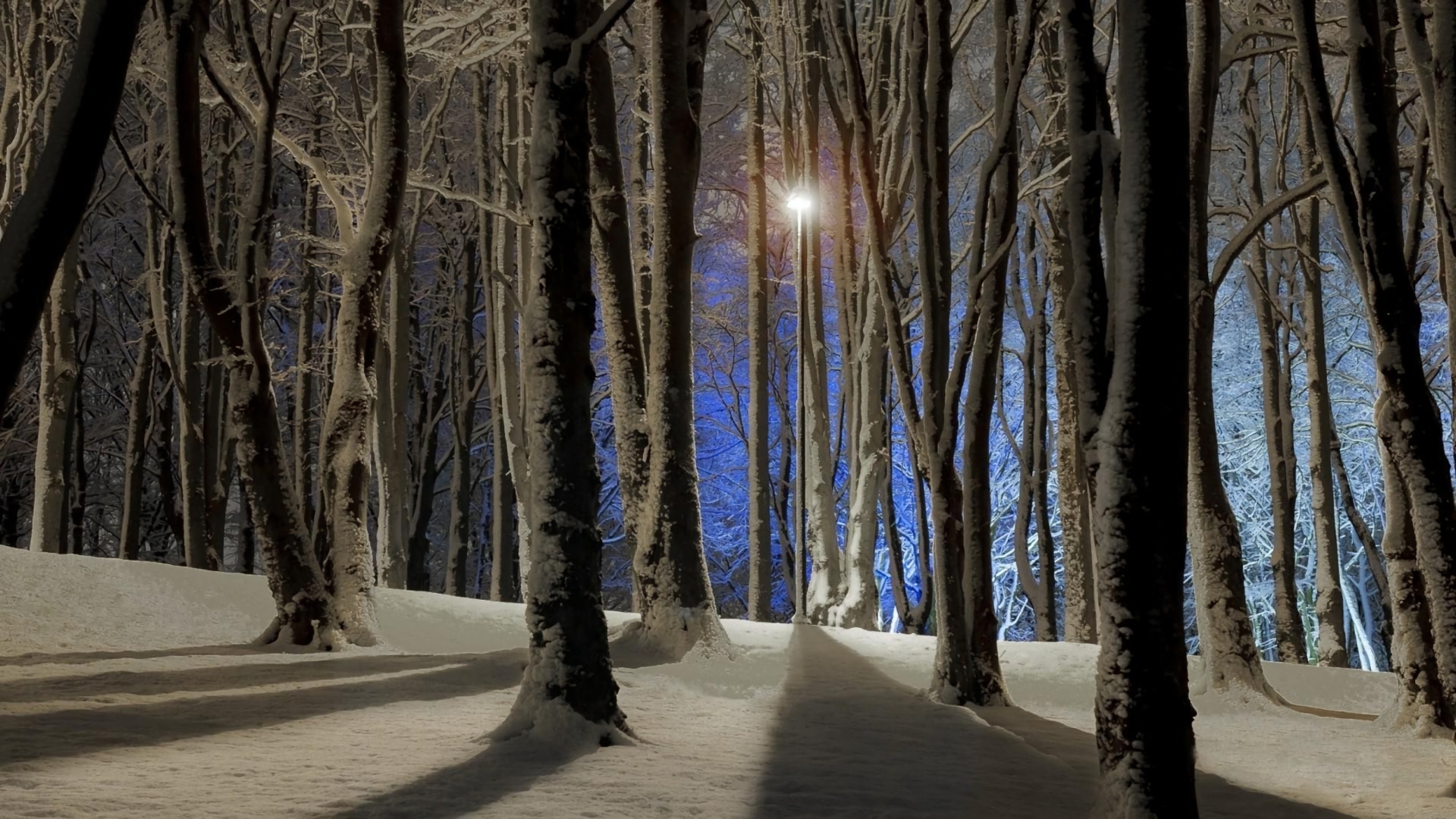 Download mobile wallpaper Winter, Snow, Light, Forest, Tree, Earth, Dusk for free.
