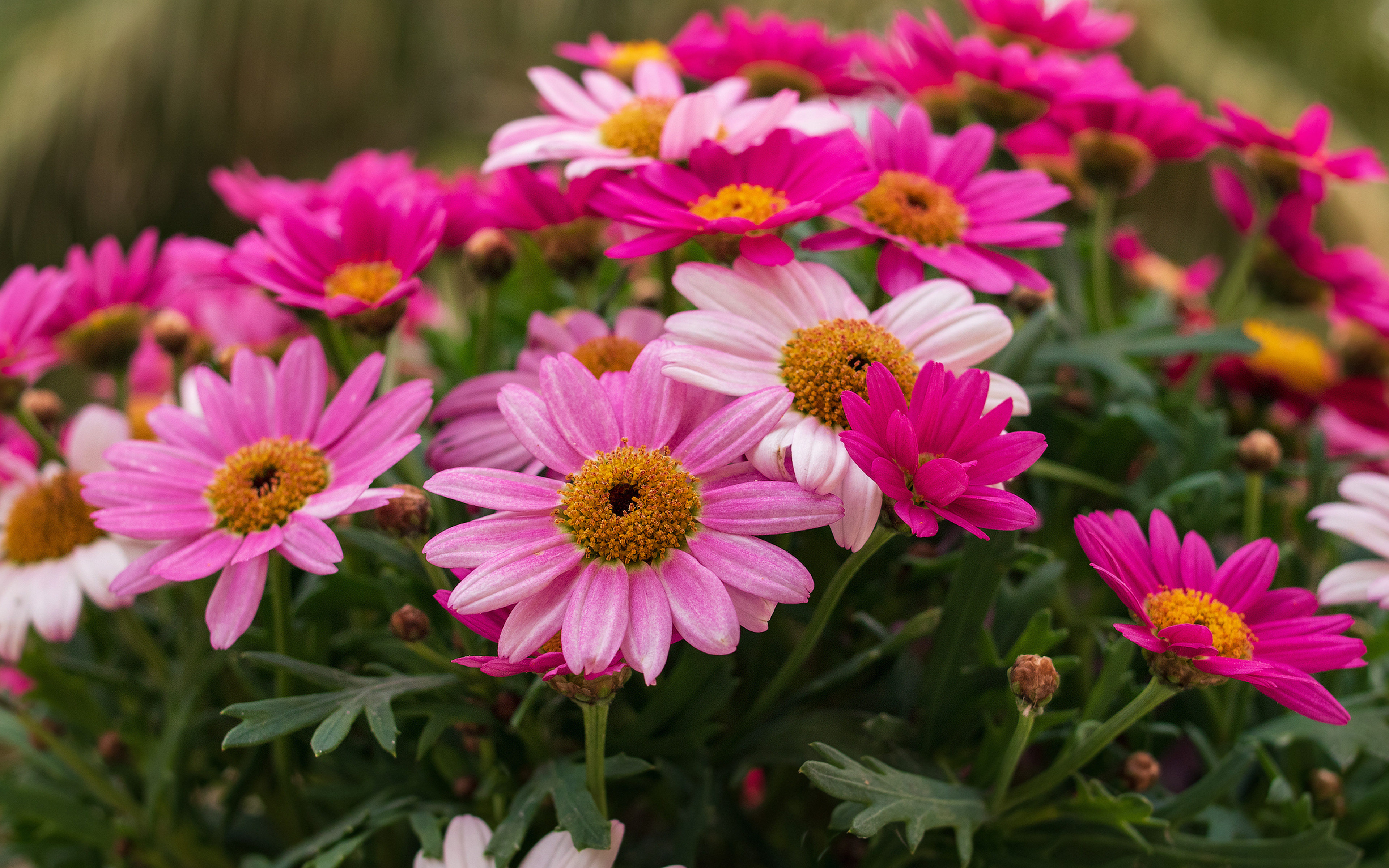 Free download wallpaper Flowers, Flower, Earth, Daisy, Pink Flower on your PC desktop