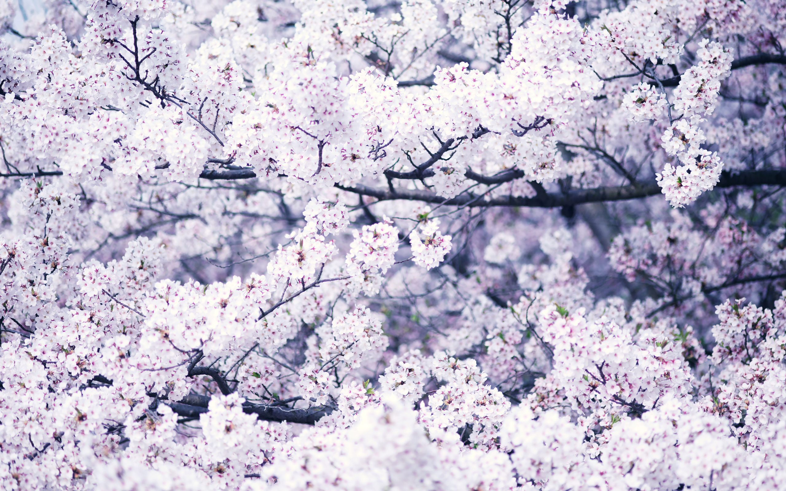 Download mobile wallpaper Flowers, Earth, Blossom for free.