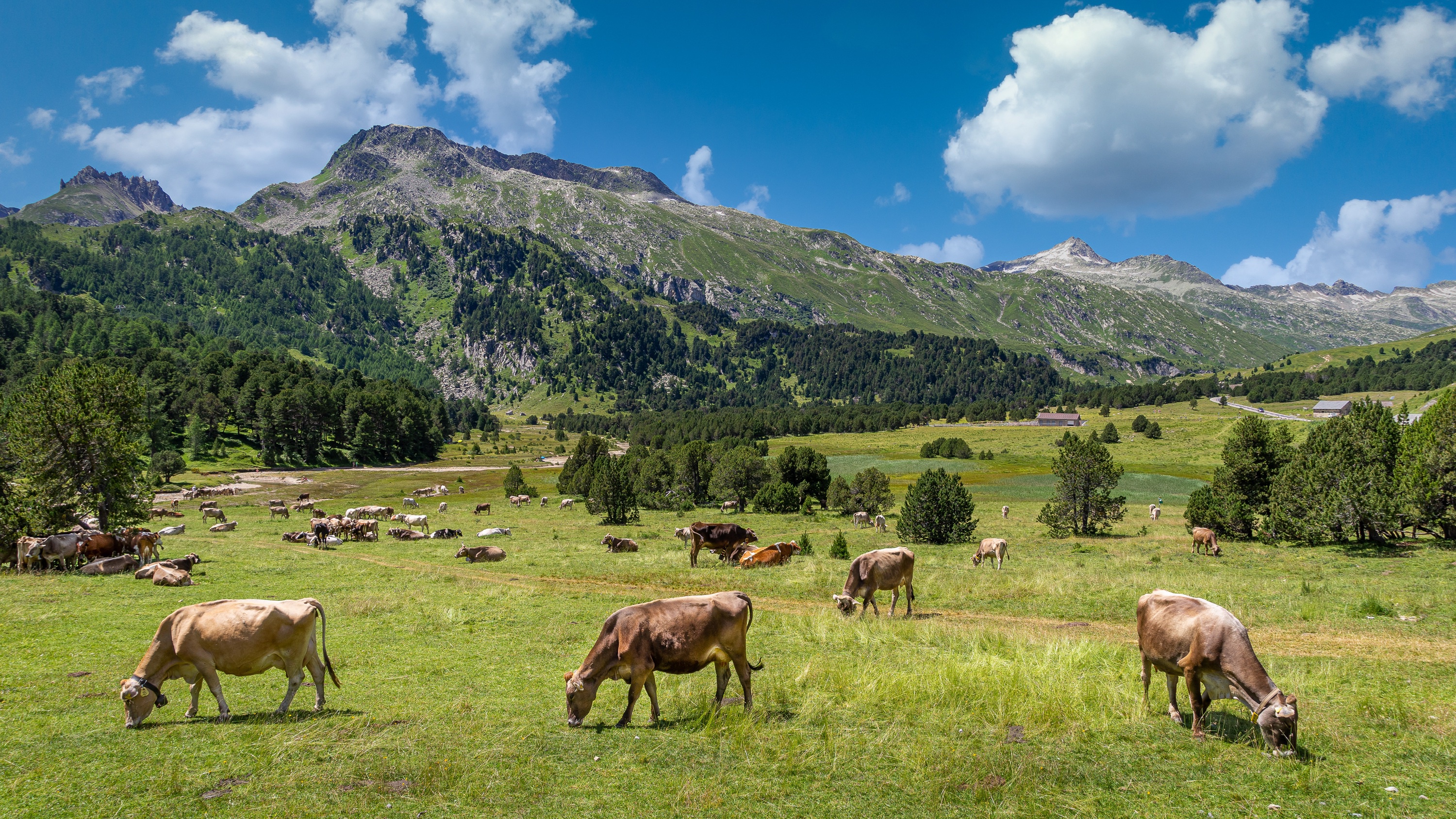 1002586 скачать картинку корова, пастбище, животные, альпы, стадо, гора - обои и заставки бесплатно
