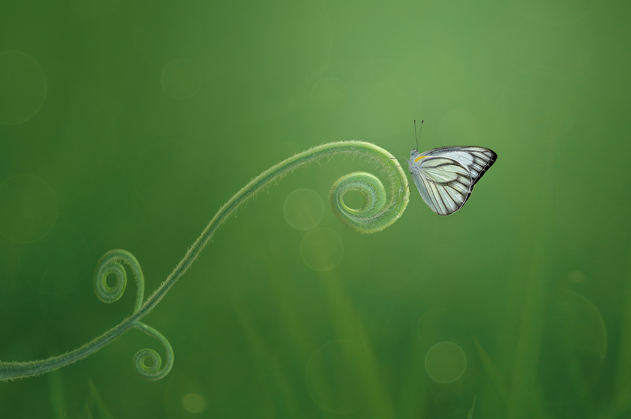 Free download wallpaper Macro, Insect, Butterfly, Animal on your PC desktop