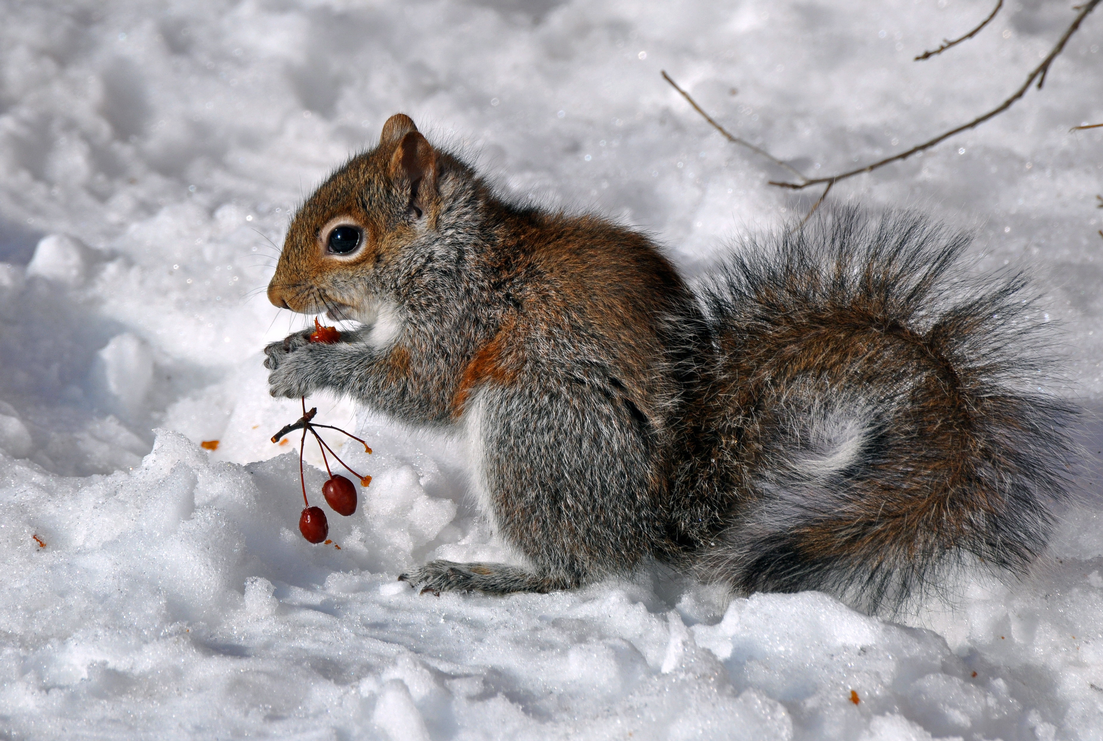 Handy-Wallpaper Eichhörnchen, Tiere, Beere, Lebensmittel, Sitzen, Schnee kostenlos herunterladen.