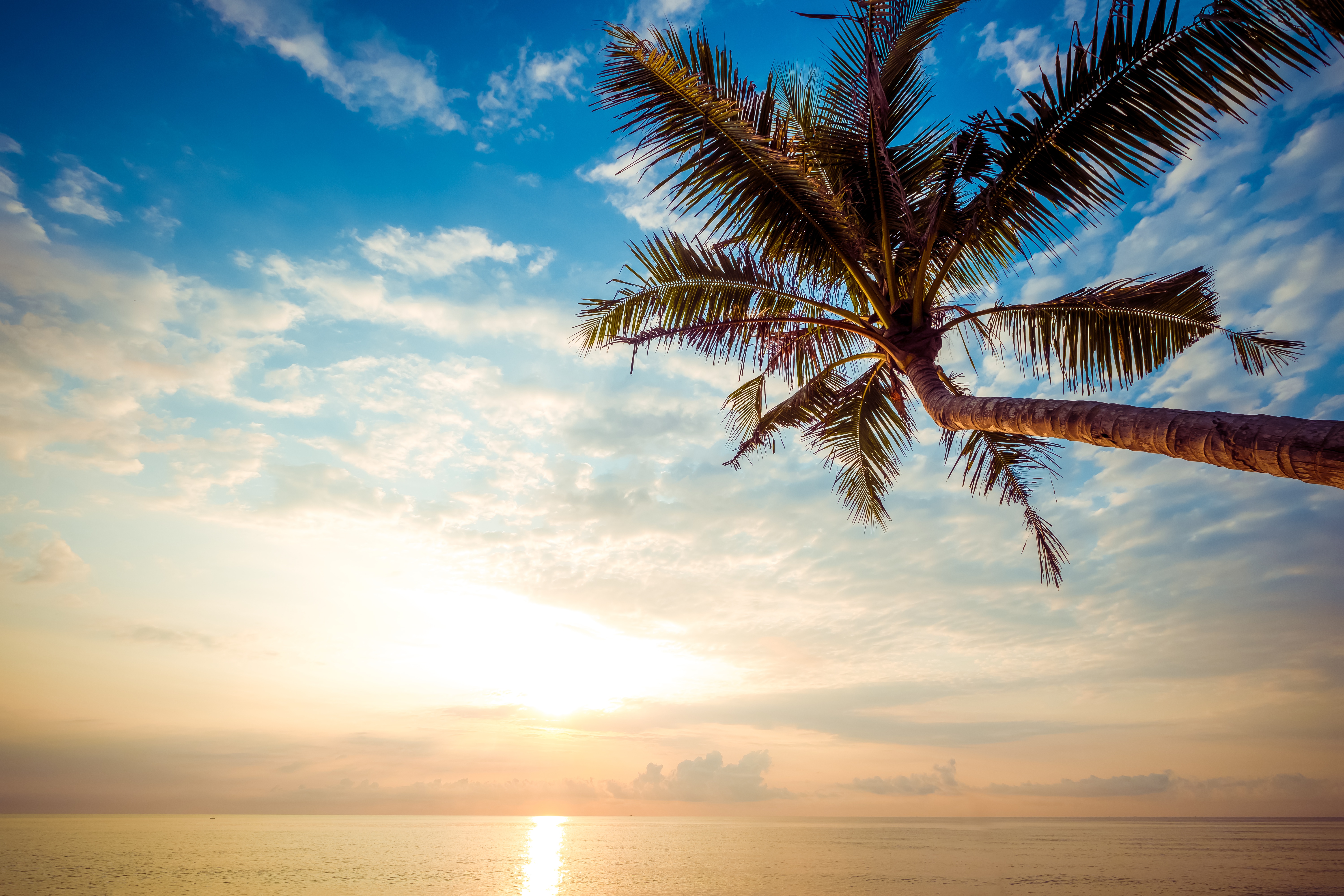 Download mobile wallpaper Nature, Sky, Horizon, Ocean, Earth, Palm Tree for free.