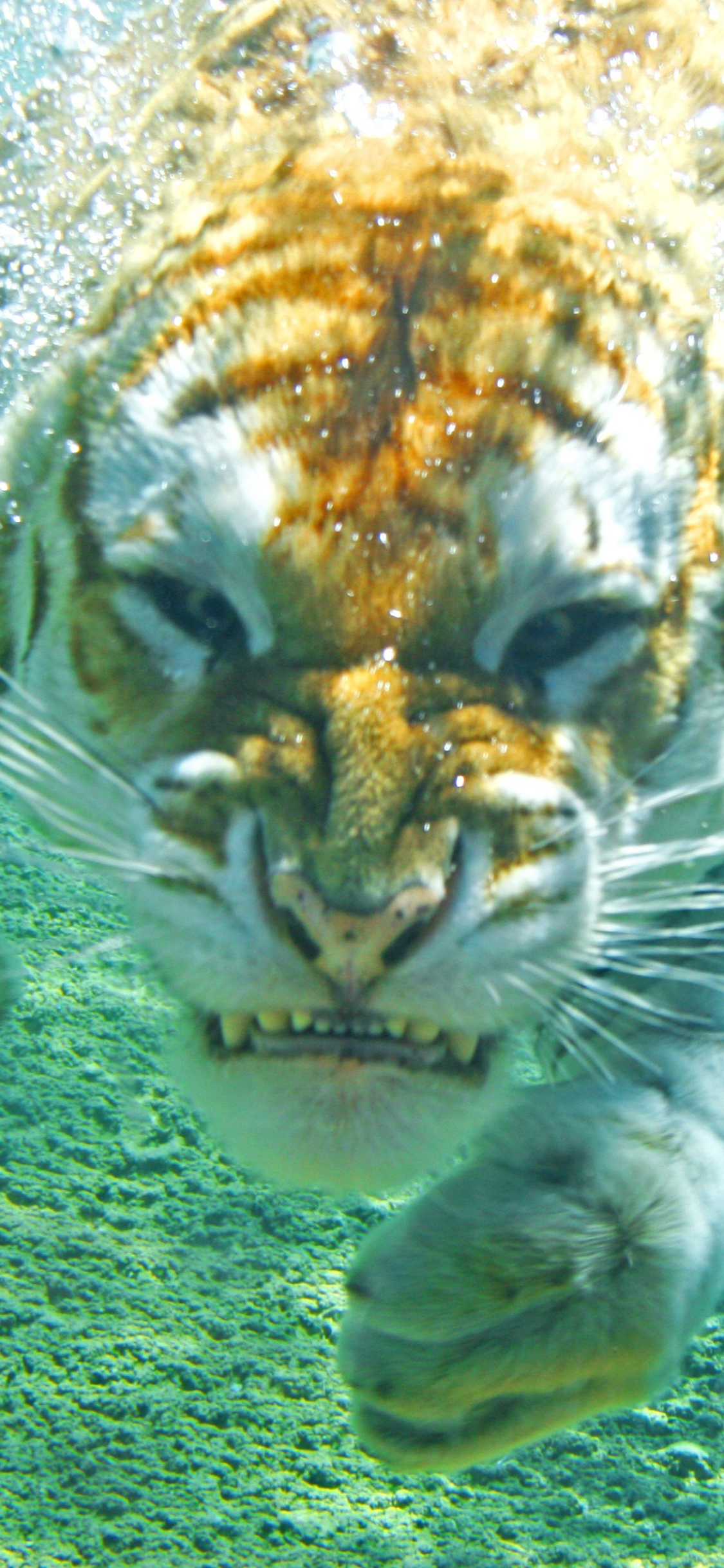 Download mobile wallpaper Cats, Swimming, Tiger, Animal, Underwater for free.