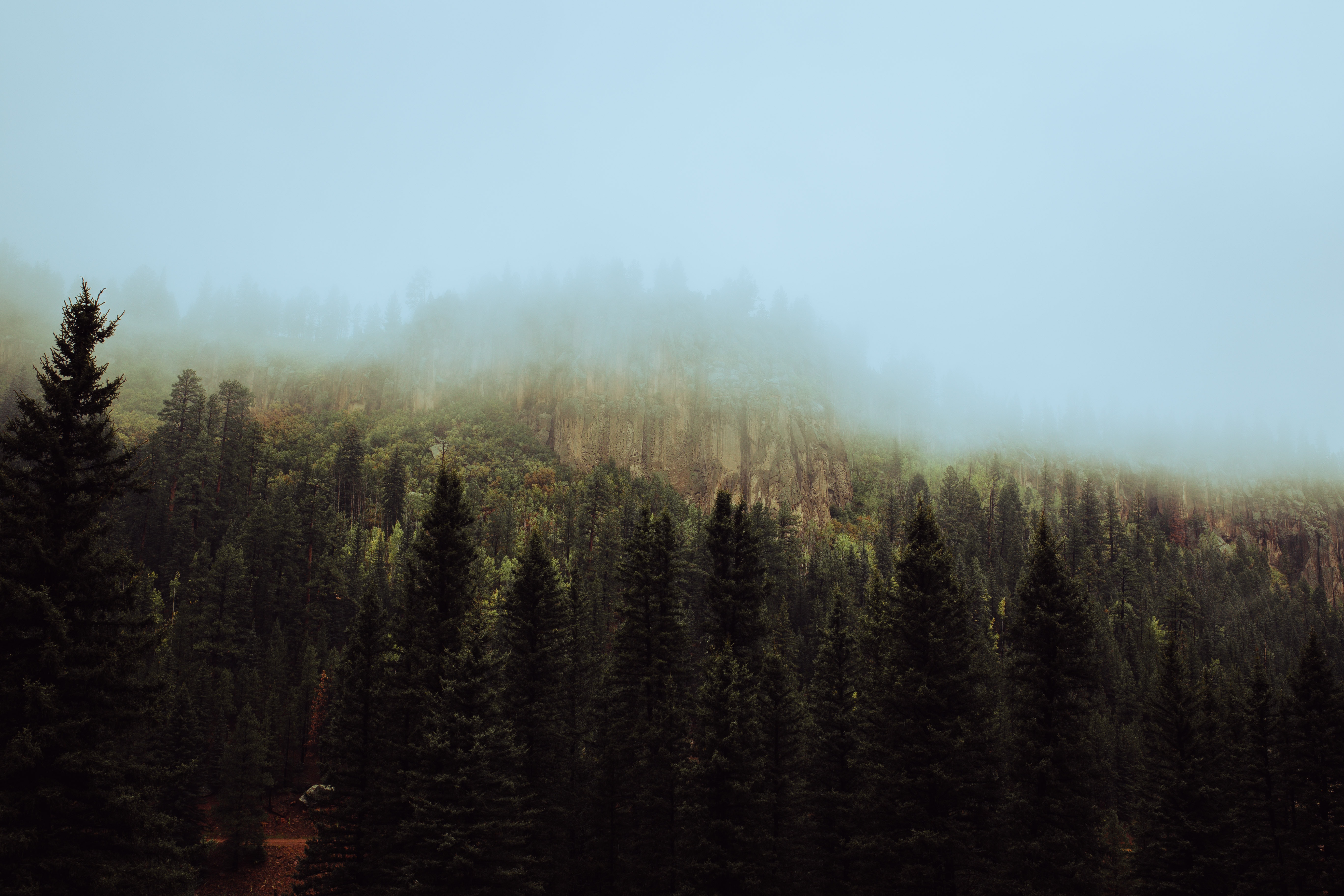 PCデスクトップに木, スカイ, 森林, 森, 霧, スプルース, モミ, 自然画像を無料でダウンロード