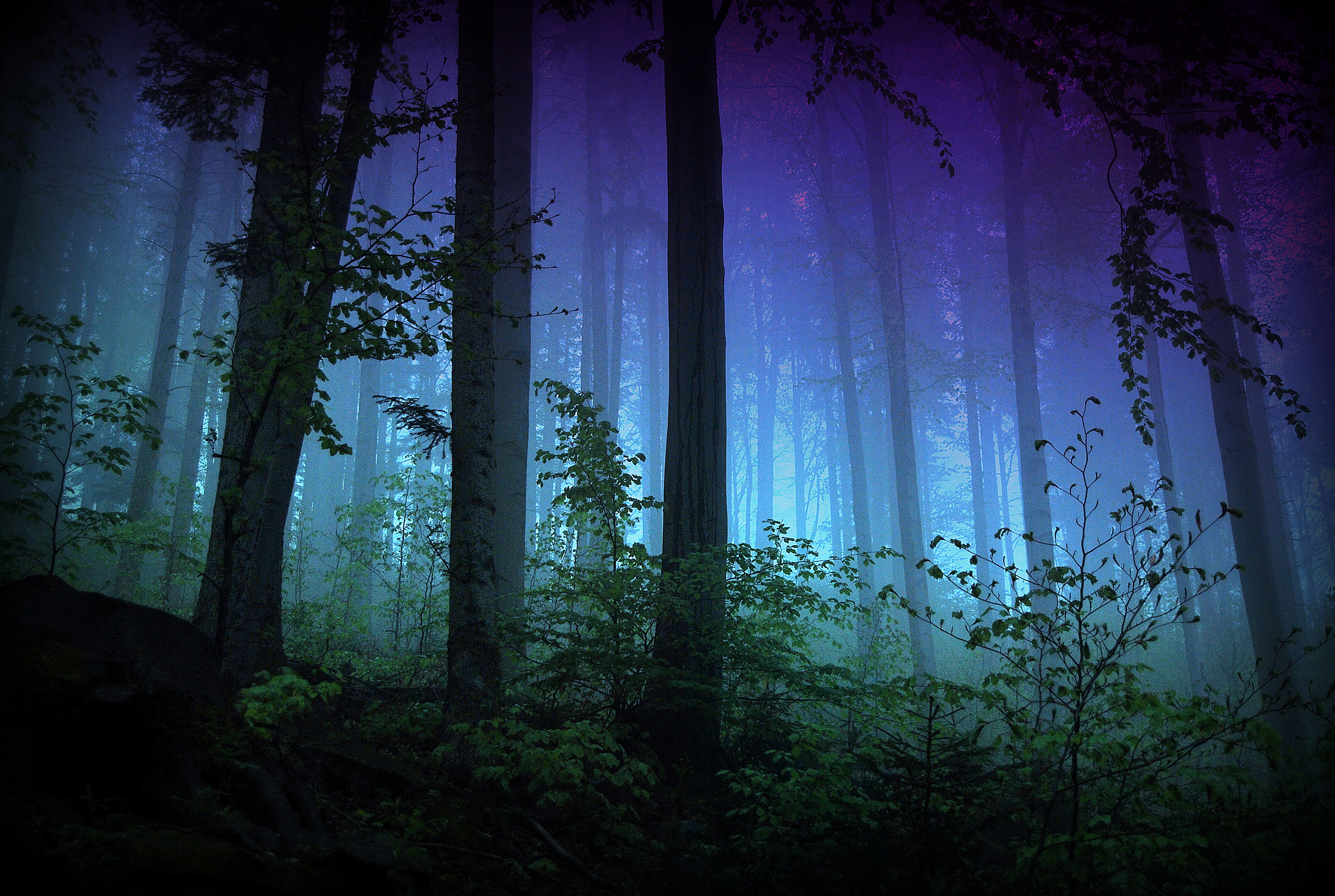 Free download wallpaper Forest, Earth on your PC desktop