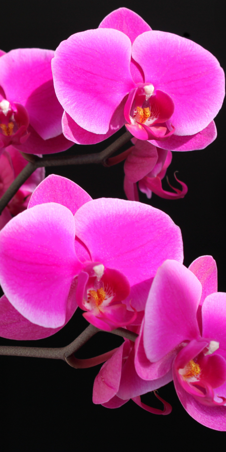 Скачати мобільні шпалери Квітка, Земля, Орхідея, Рожева Квітка, Флауерзи безкоштовно.