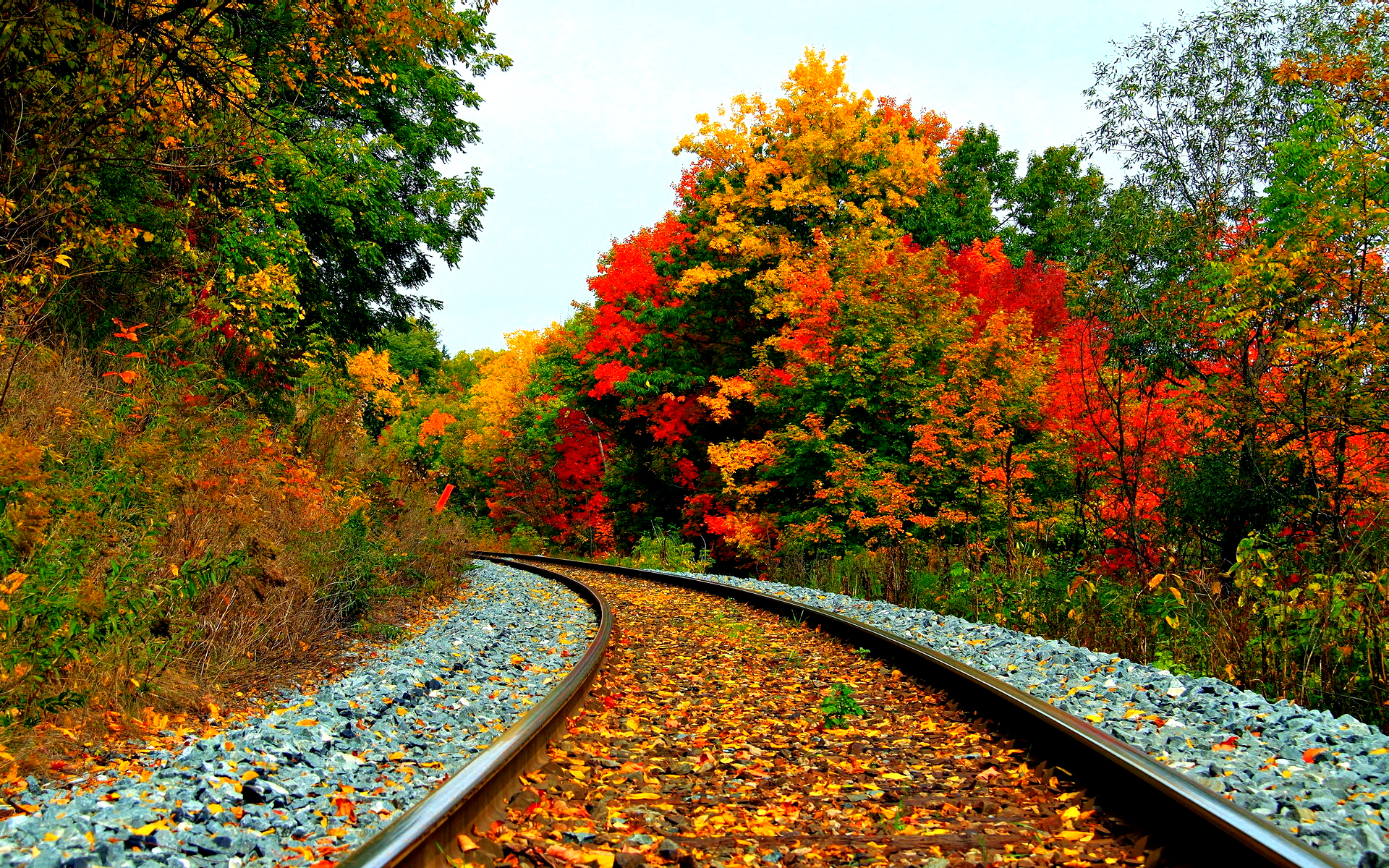 nature, fall, man made, railroad, forest, leaf, season