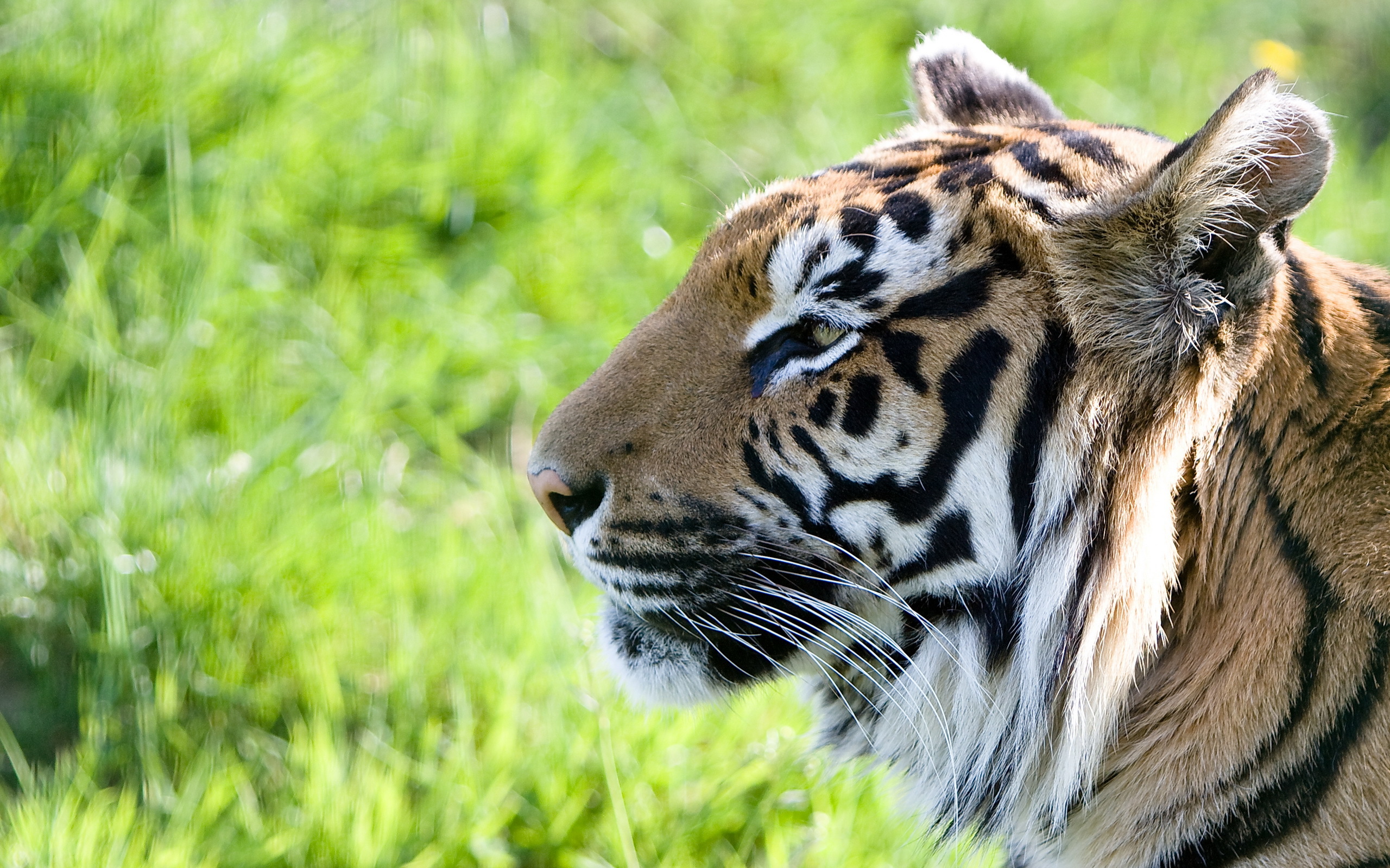 Handy-Wallpaper Tiere, Katzen, Nahansicht, Tiger kostenlos herunterladen.