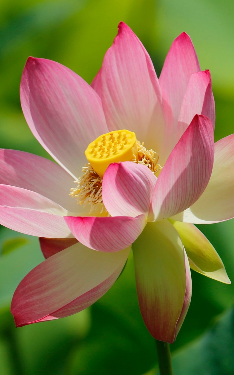 Download mobile wallpaper Flowers, Lotus, Flower, Close Up, Earth, Pink Flower for free.