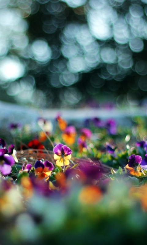Baixar papel de parede para celular de Flores, Flor, Colorido, Bokeh, Terra/natureza, Amor Perfeito De Jardim gratuito.