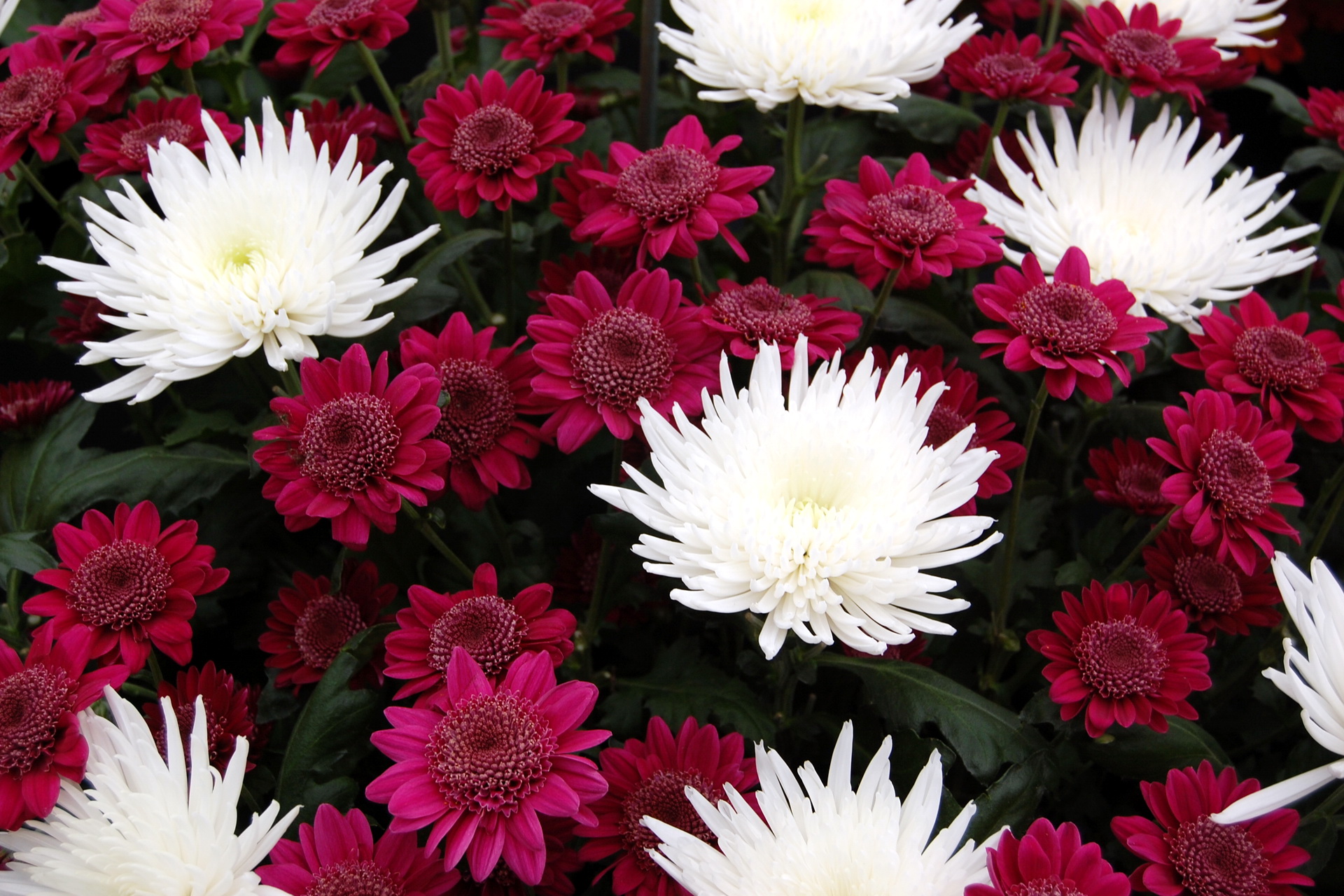 Laden Sie das Blumen, Blume, Erde/natur-Bild kostenlos auf Ihren PC-Desktop herunter