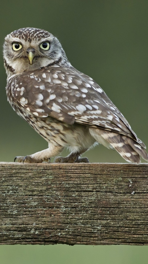 Descarga gratuita de fondo de pantalla para móvil de Animales, Búho, Aves.