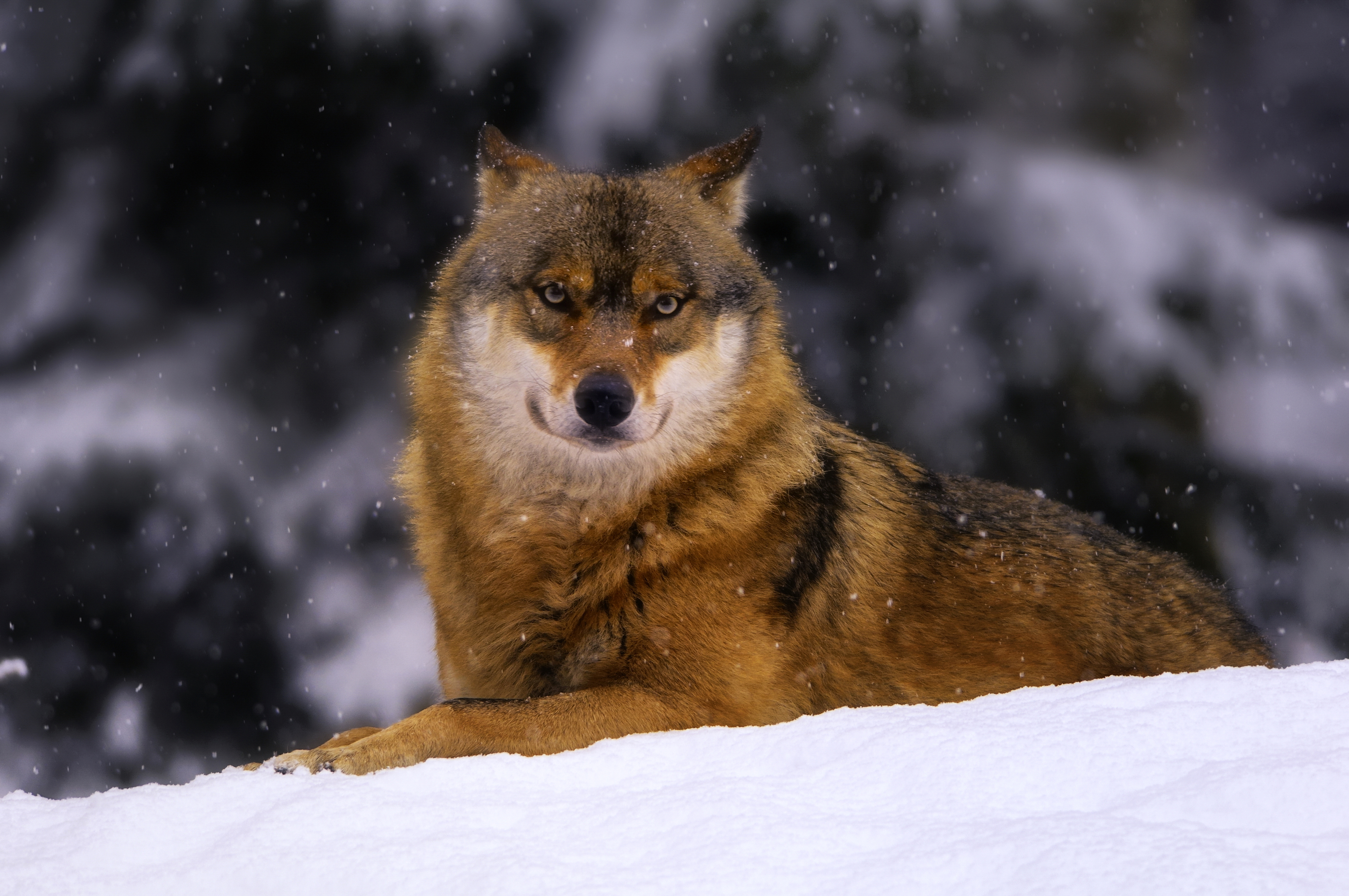 Download mobile wallpaper Winter, Muzzle, Wolf, Animal, Snowfall for free.