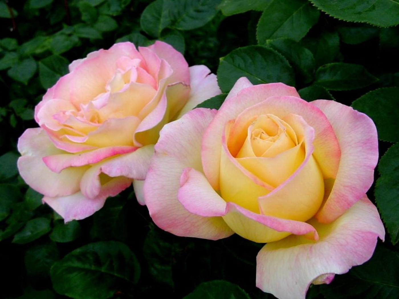 Baixe gratuitamente a imagem Plantas, Flores, Rosas na área de trabalho do seu PC