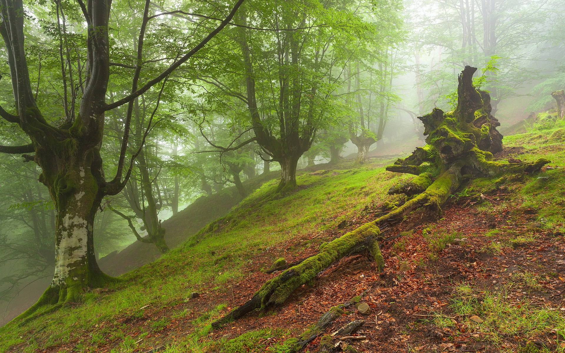 Téléchargez des papiers peints mobile Forêt, Terre/nature gratuitement.