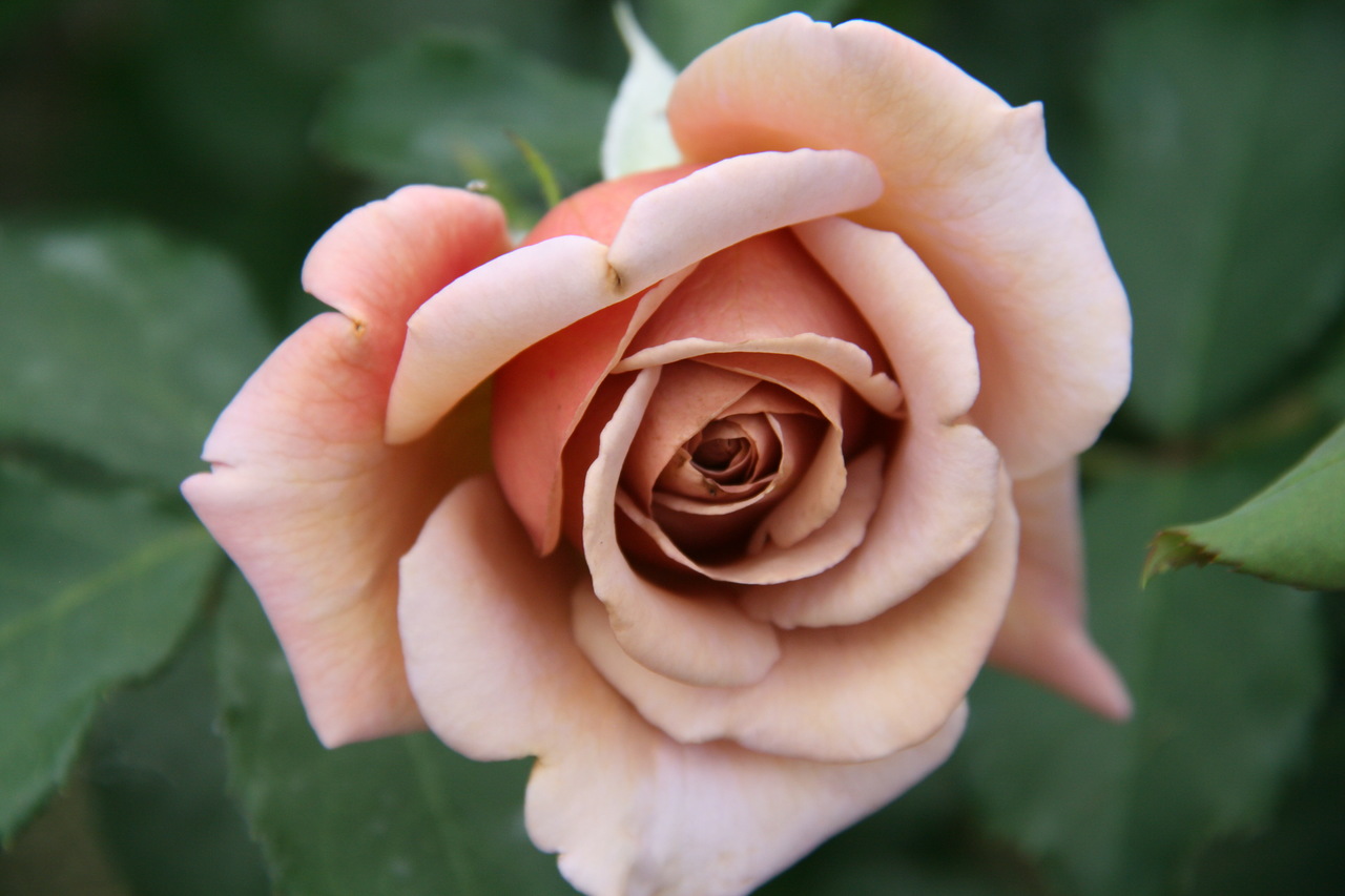 Téléchargez gratuitement l'image Rose, Terre/nature sur le bureau de votre PC