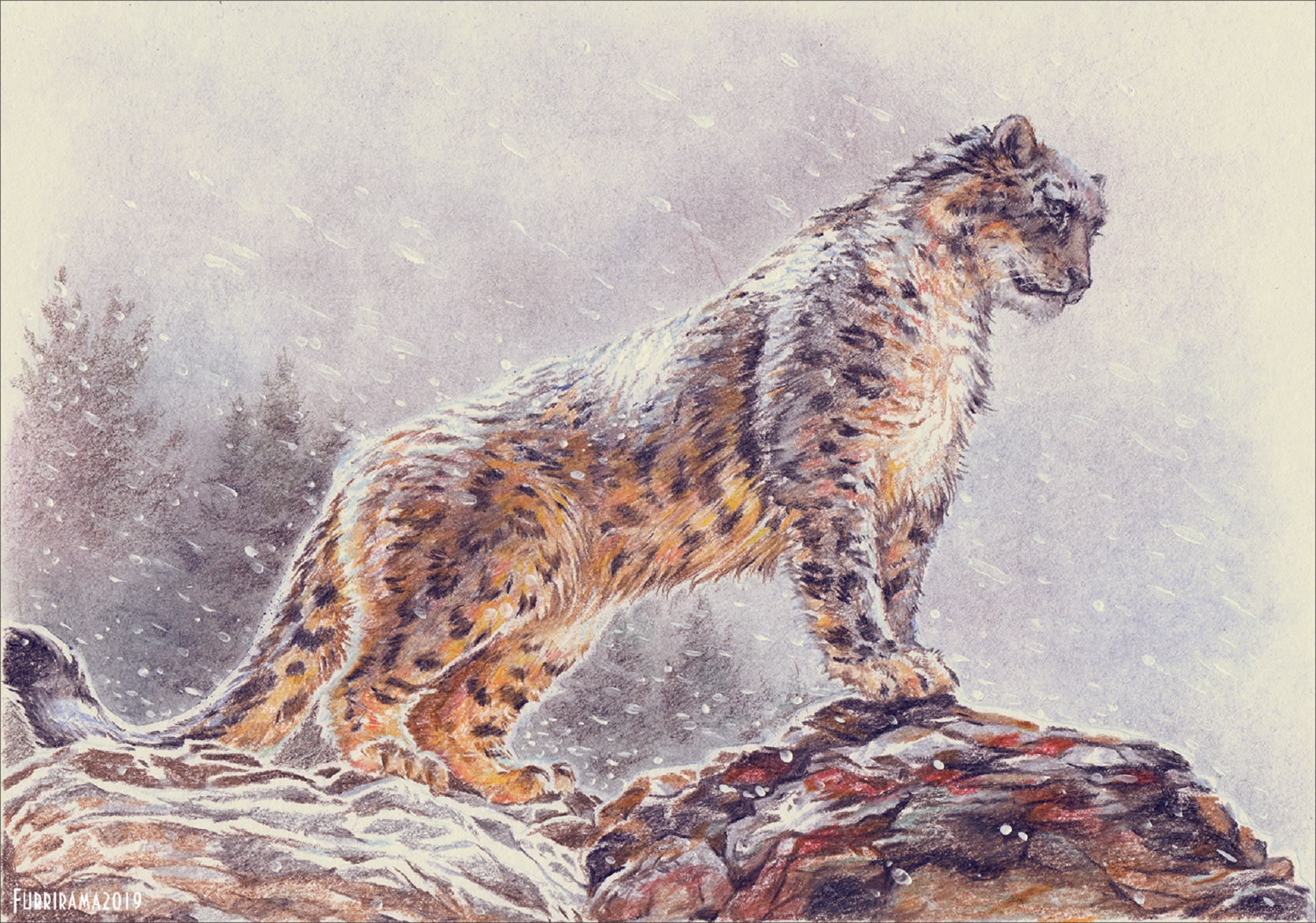 Download mobile wallpaper Cats, Snow Leopard, Animal, Snowfall for free.