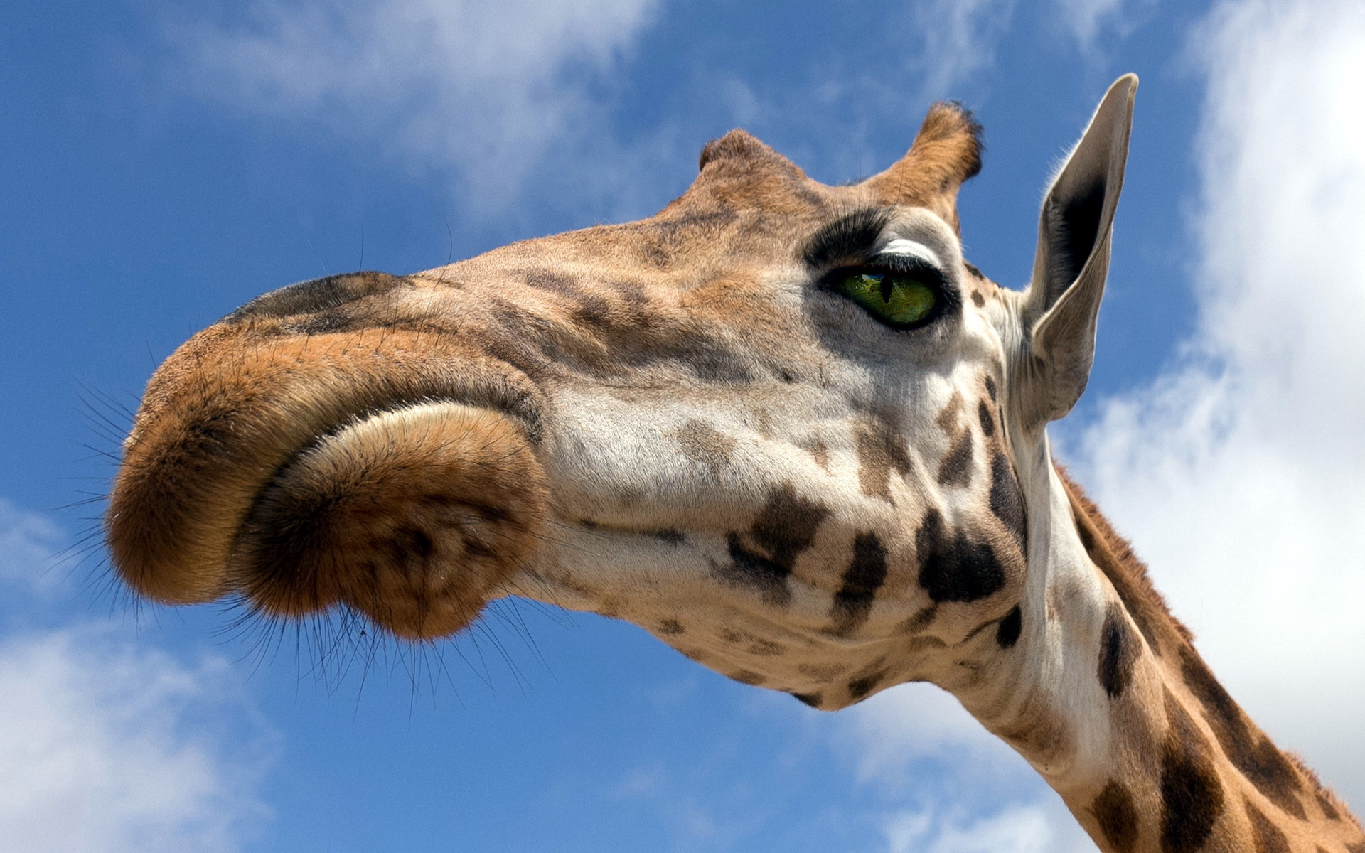 Téléchargez des papiers peints mobile Animaux, Girafe gratuitement.