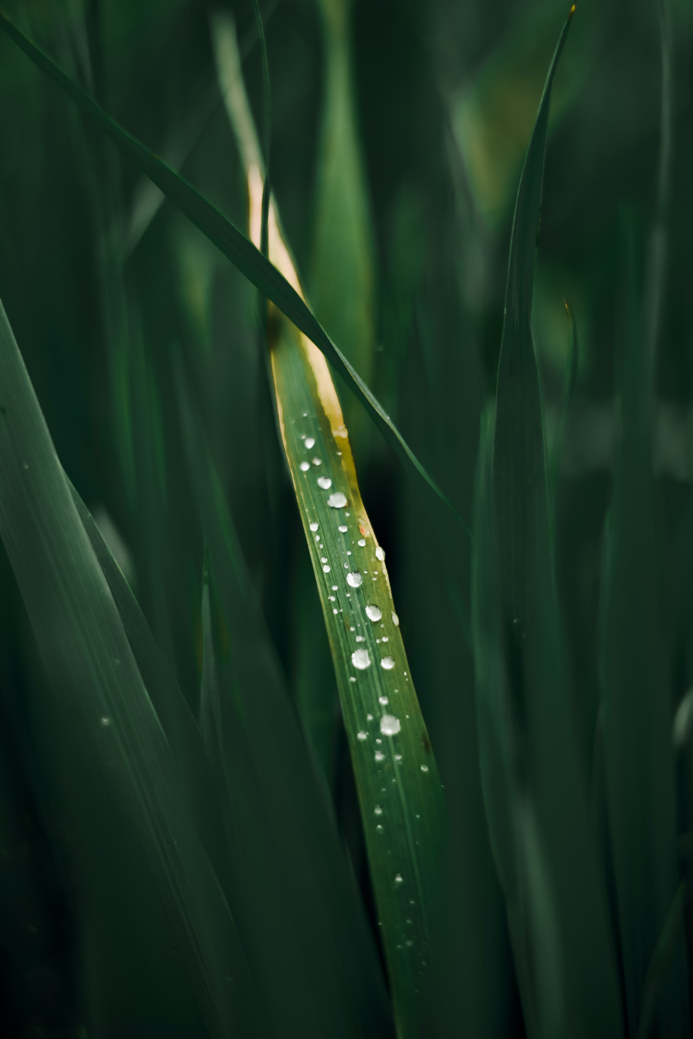 Download mobile wallpaper Grass, Macro, Dew, Drops for free.