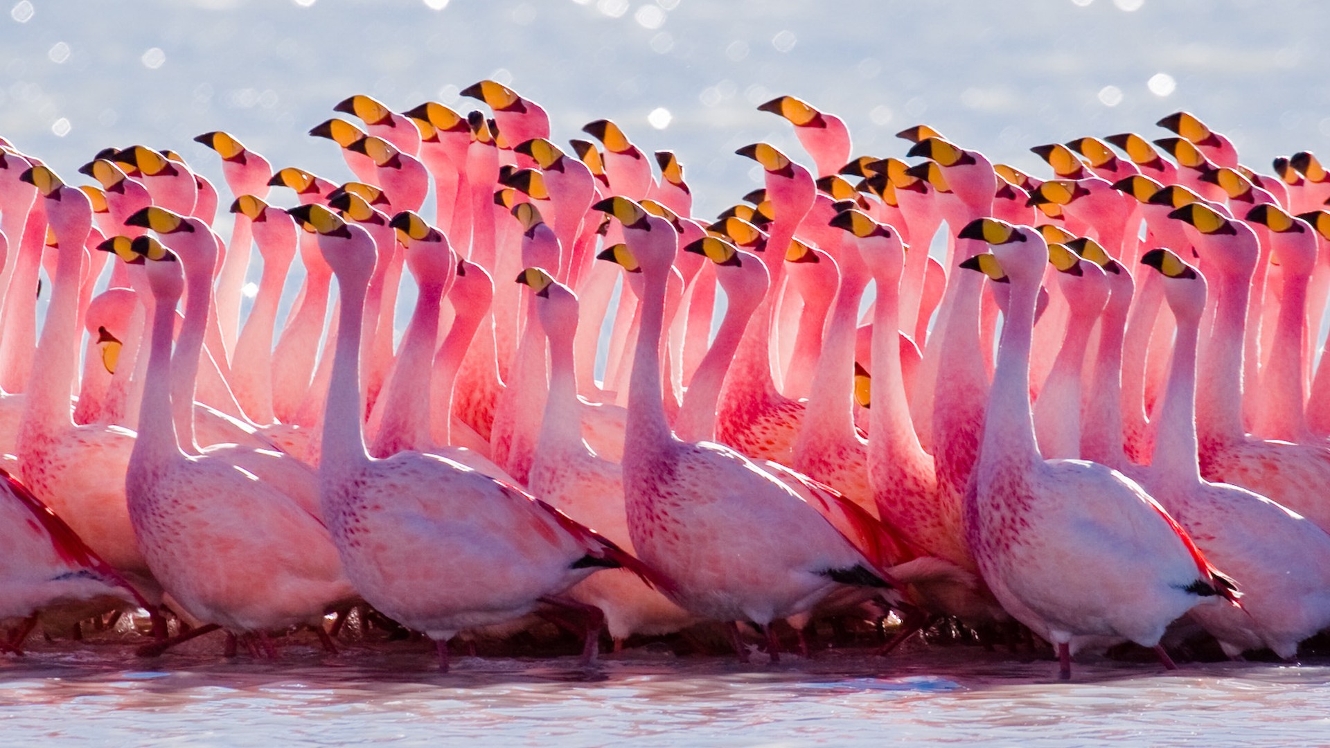 Handy-Wallpaper Tiere, Vögel, Rosa, Flamingo, Vogel, Nahansicht kostenlos herunterladen.