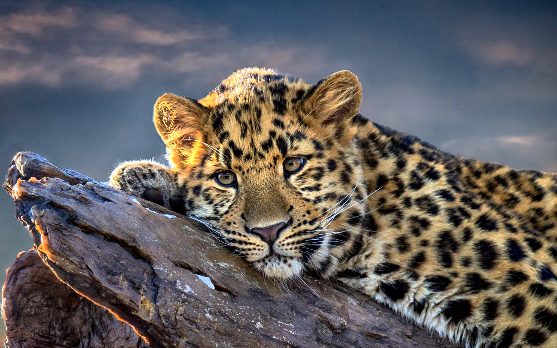 Free download wallpaper Cats, Leopard, Close Up, Animal on your PC desktop