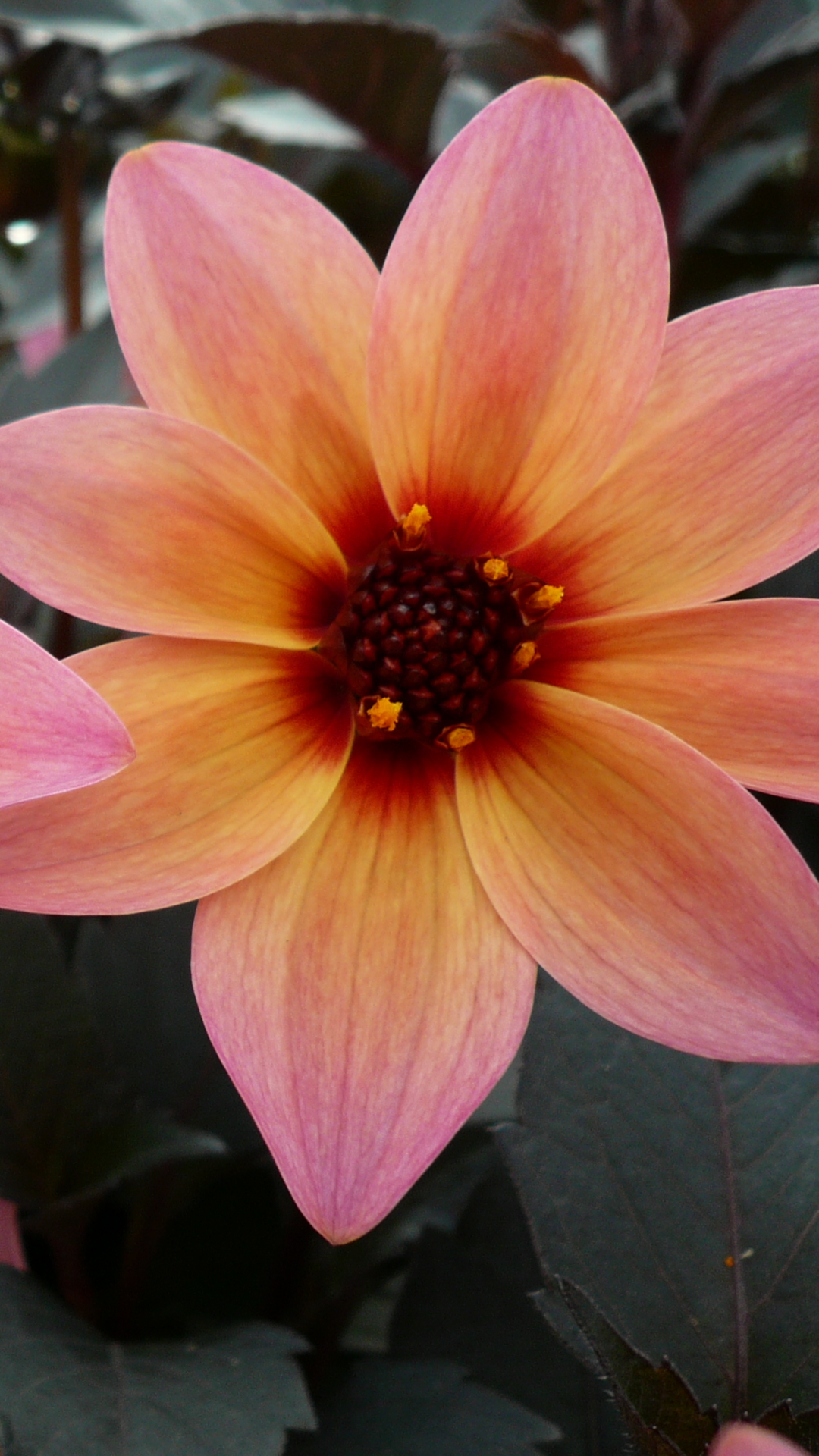 Download mobile wallpaper Flowers, Flower, Close Up, Earth, Dahlia, Pink Flower for free.