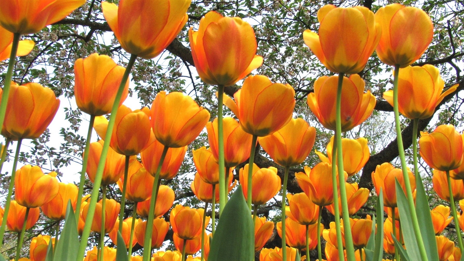 Download mobile wallpaper Flowers, Flower, Earth, Tulip, Yellow Flower for free.