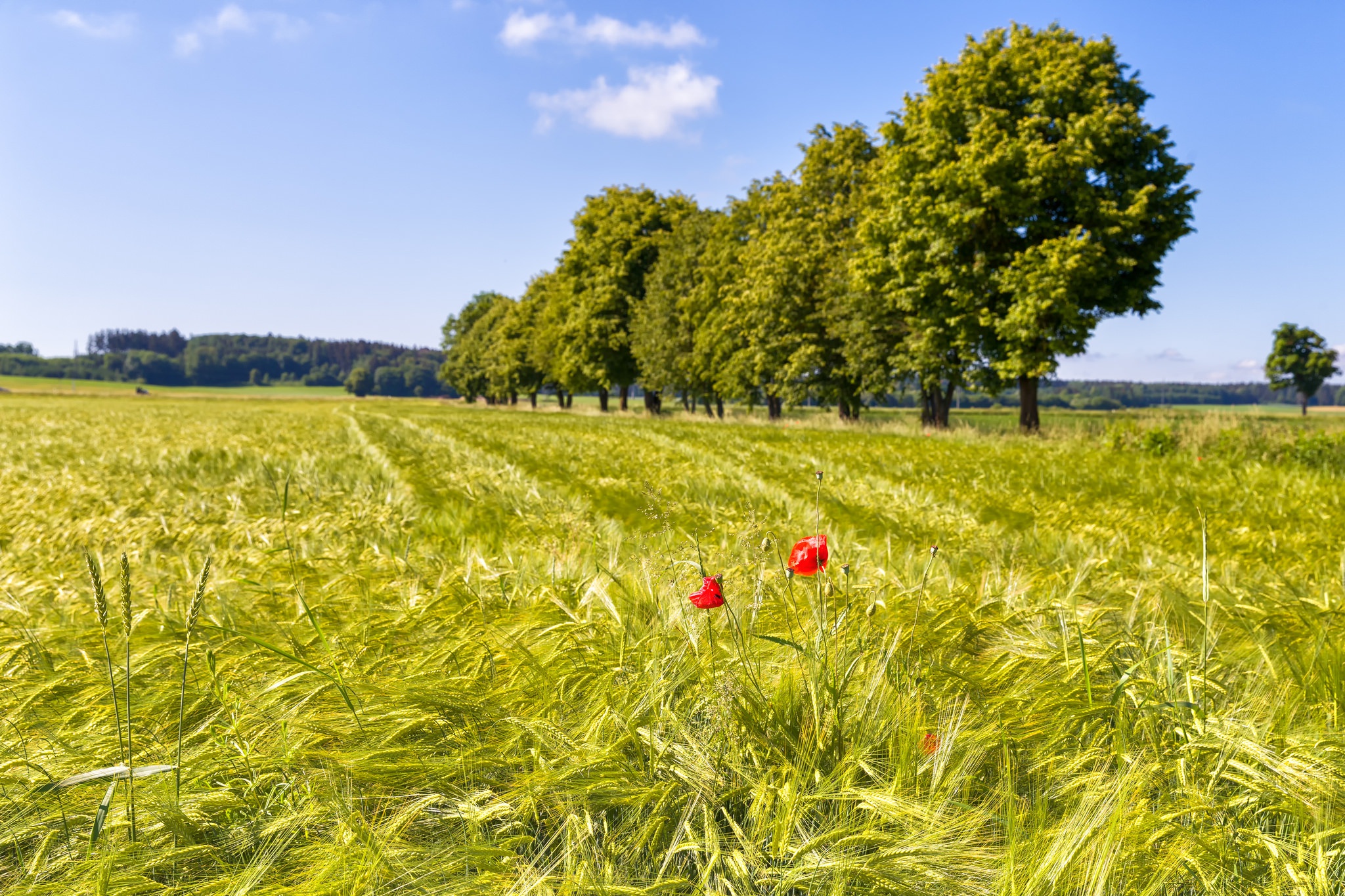 Download mobile wallpaper Landscape, Nature, Summer, Wheat, Tree, Earth, Field, Poppy, Red Flower, Tree Lined for free.