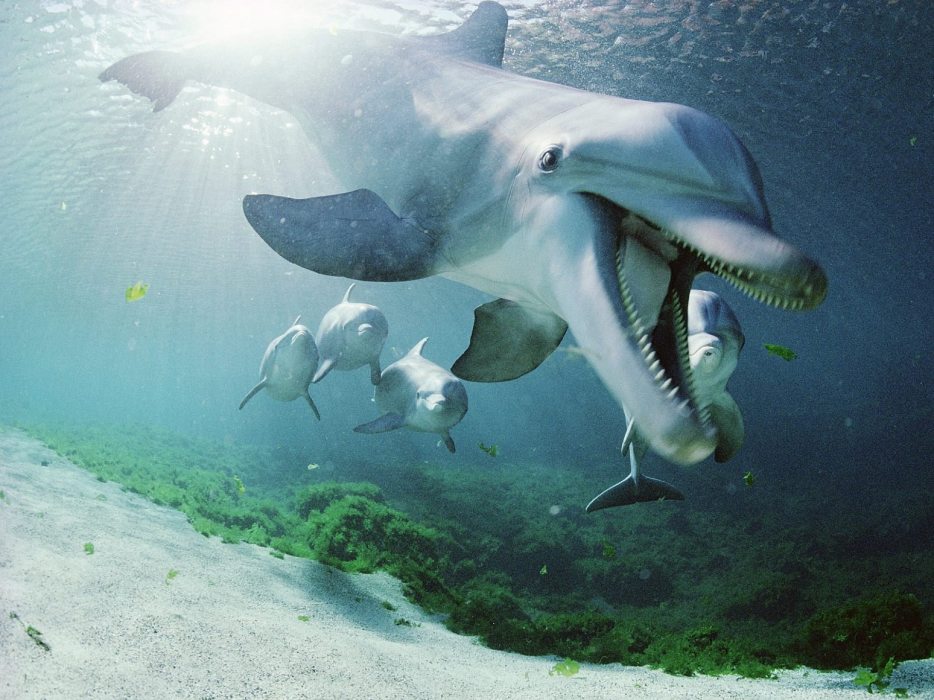Lock Screen PC Wallpaper dolphin, animals, sea, underwater world, to swim, swim