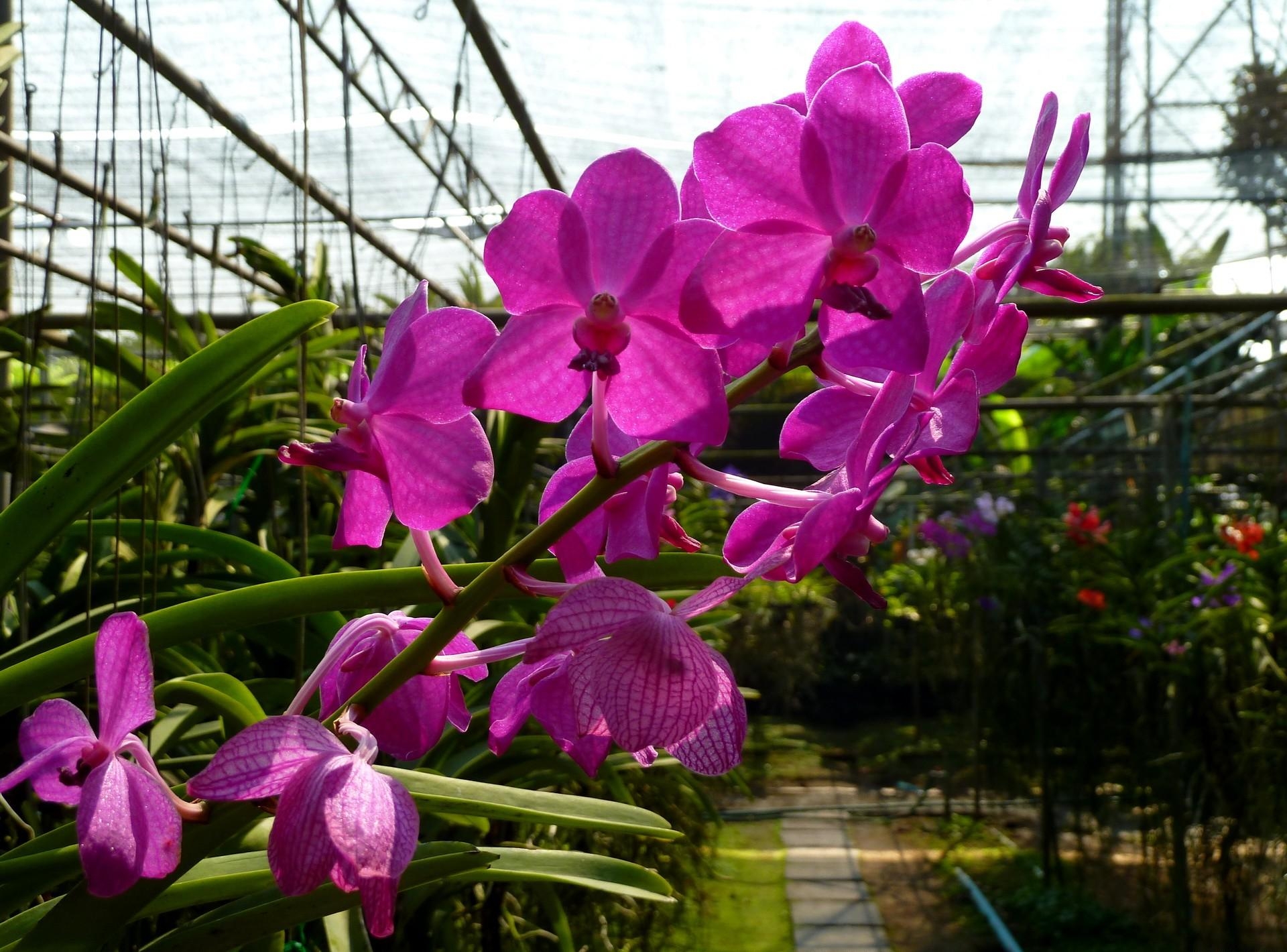 flowers, flower, branch, orchid, greenhouse Free Stock Photo
