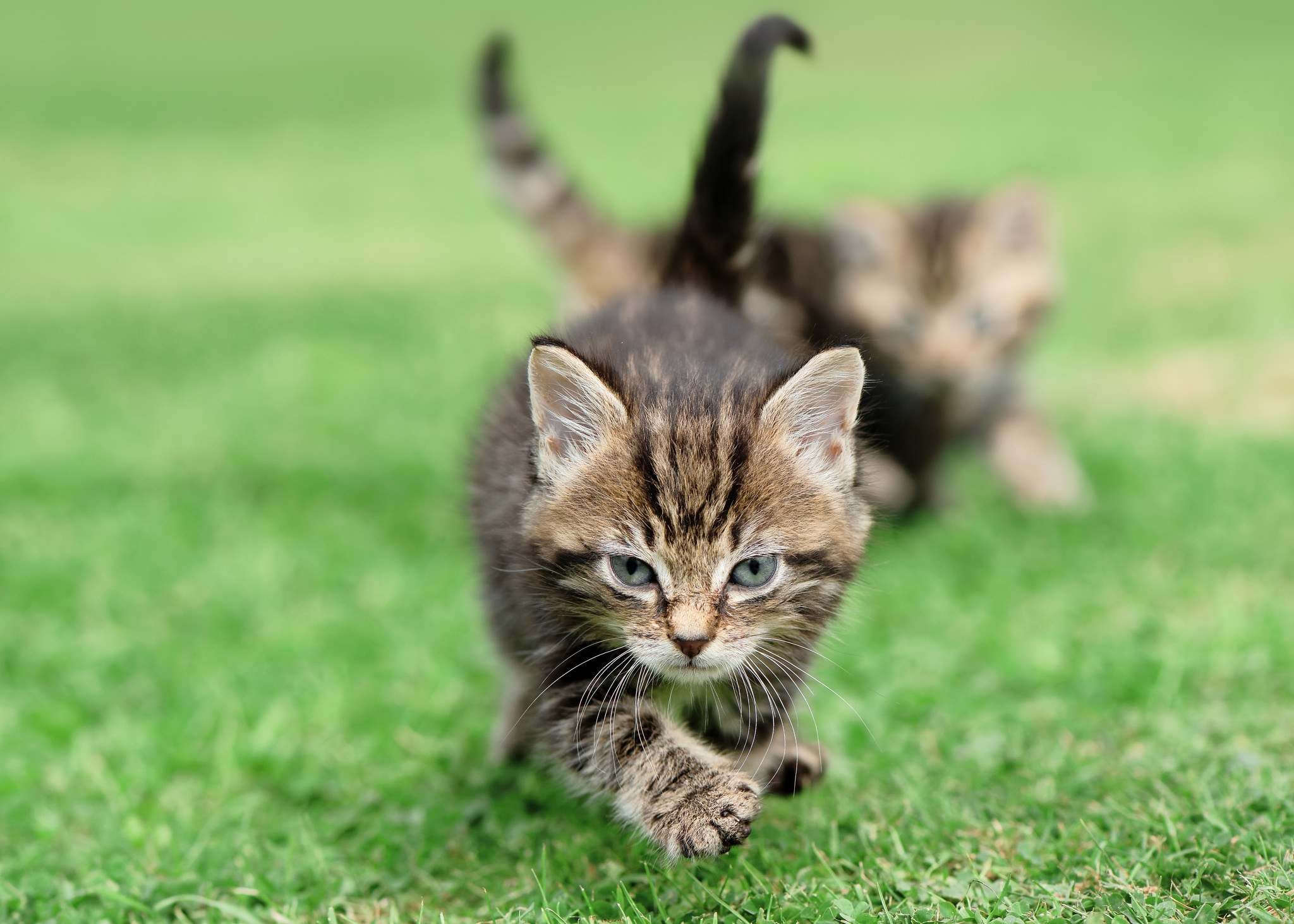 Laden Sie das Tiere, Katzen, Katze, Kätzchen, Tierbaby-Bild kostenlos auf Ihren PC-Desktop herunter