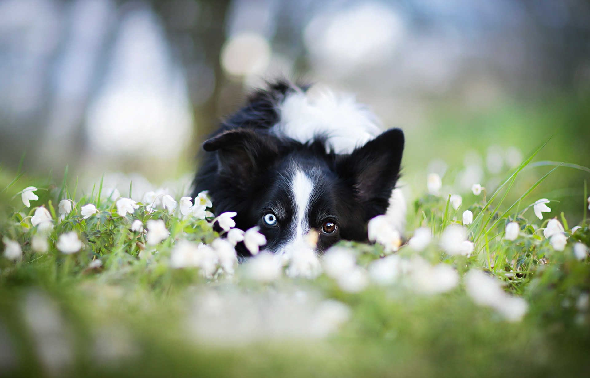 Laden Sie das Tiere, Hunde, Blume, Hund, Verwischen, Heterochromie, Border Collie, Weiße Blume-Bild kostenlos auf Ihren PC-Desktop herunter