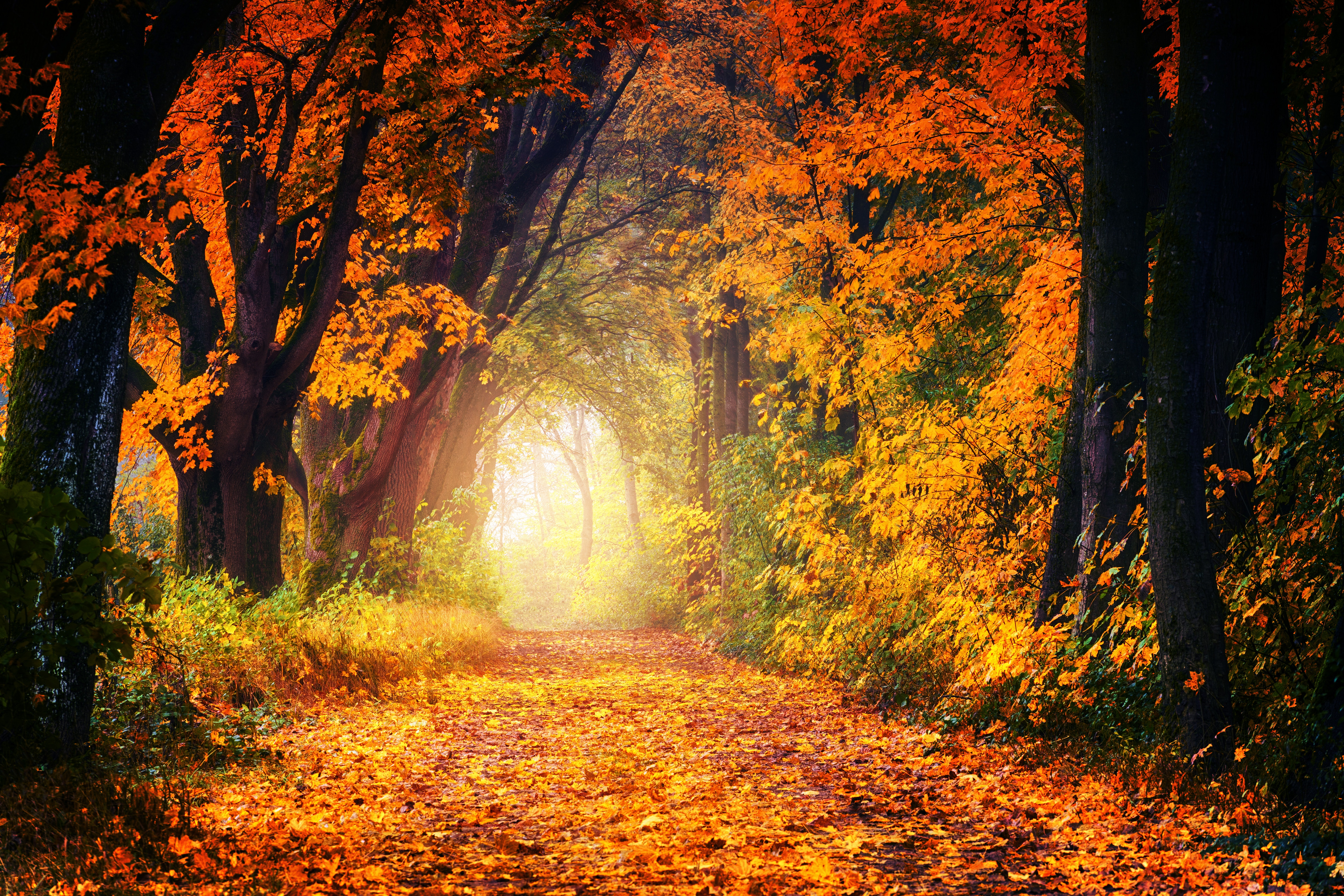 park, autumn, nature, trees, shine, light, path, foliage, golden