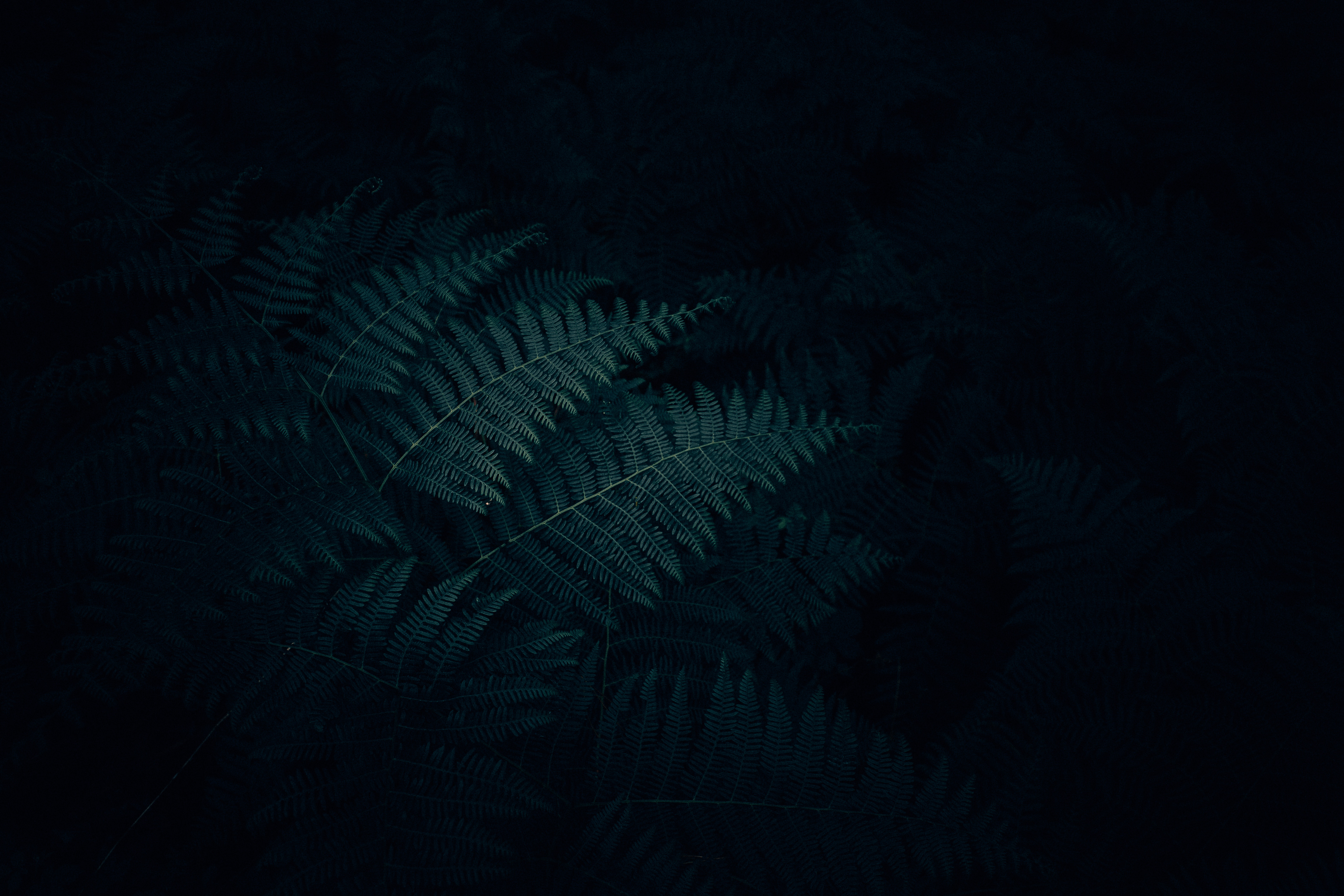 dark, carved, nature, plant, leaves, fern