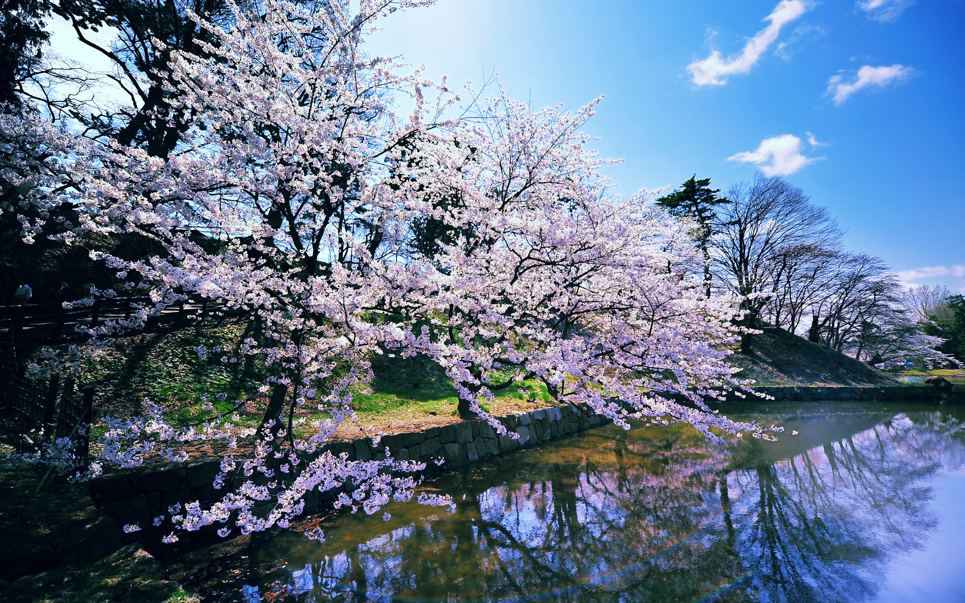 PCデスクトップに花, 地球画像を無料でダウンロード