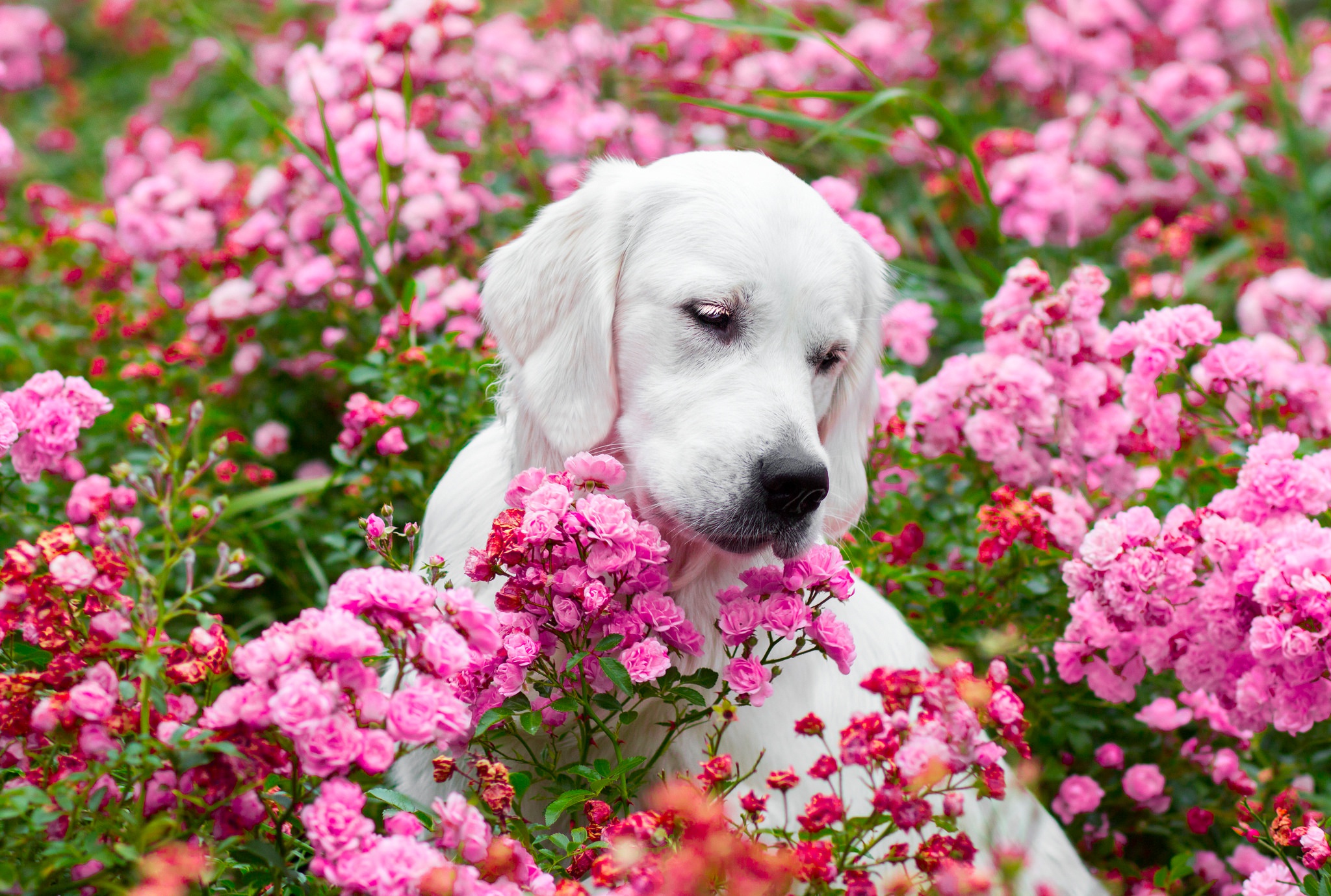 PCデスクトップに動物, 花, 薔薇, 犬, ゴールデンレトリバー, ピンクの花画像を無料でダウンロード