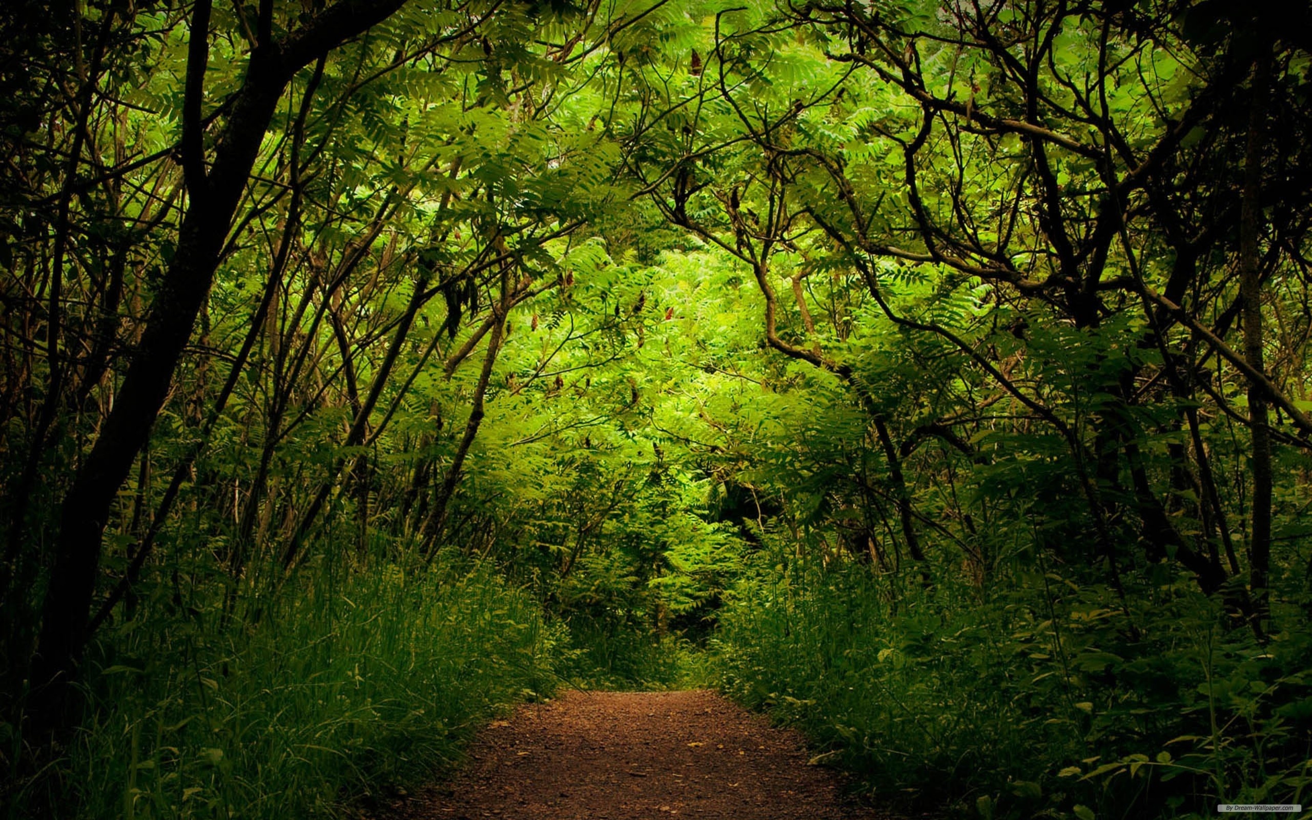 Baixar papel de parede para celular de Floresta, Terra/natureza gratuito.