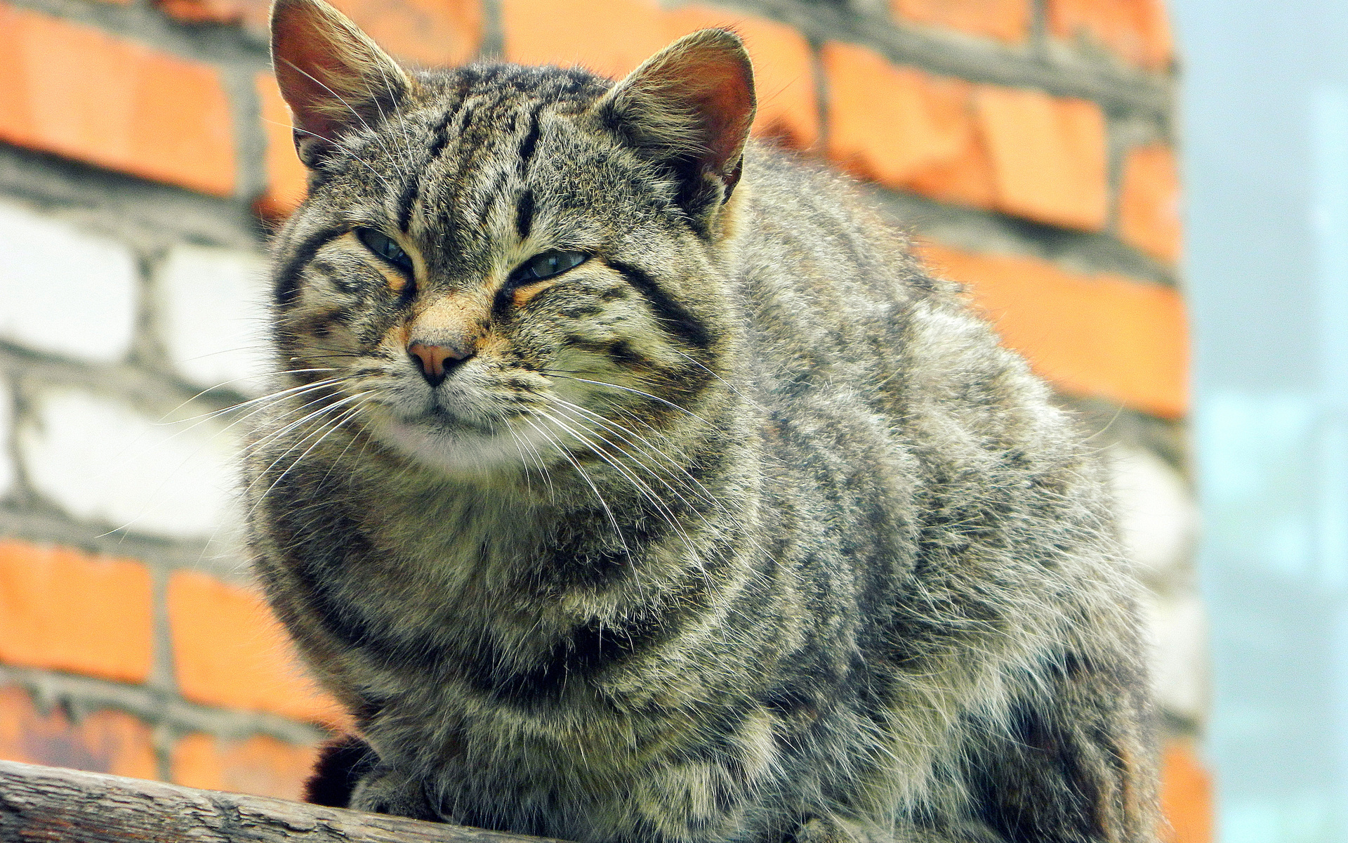 Baixe gratuitamente a imagem Animais, Gatos, Gato na área de trabalho do seu PC